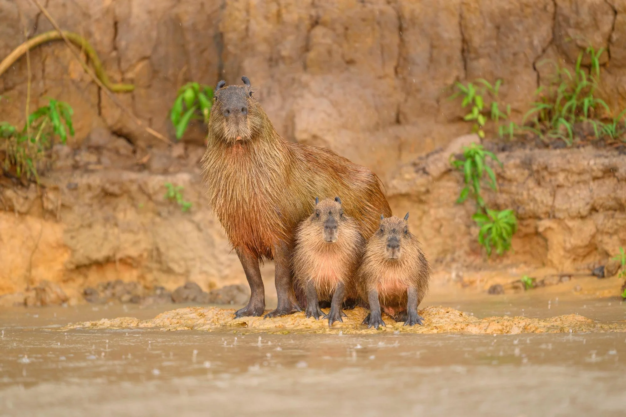 Cuatro capibaras juntos en un área con agua y tierra, con una pared de tierra y algunas plantas verdes al fondo.