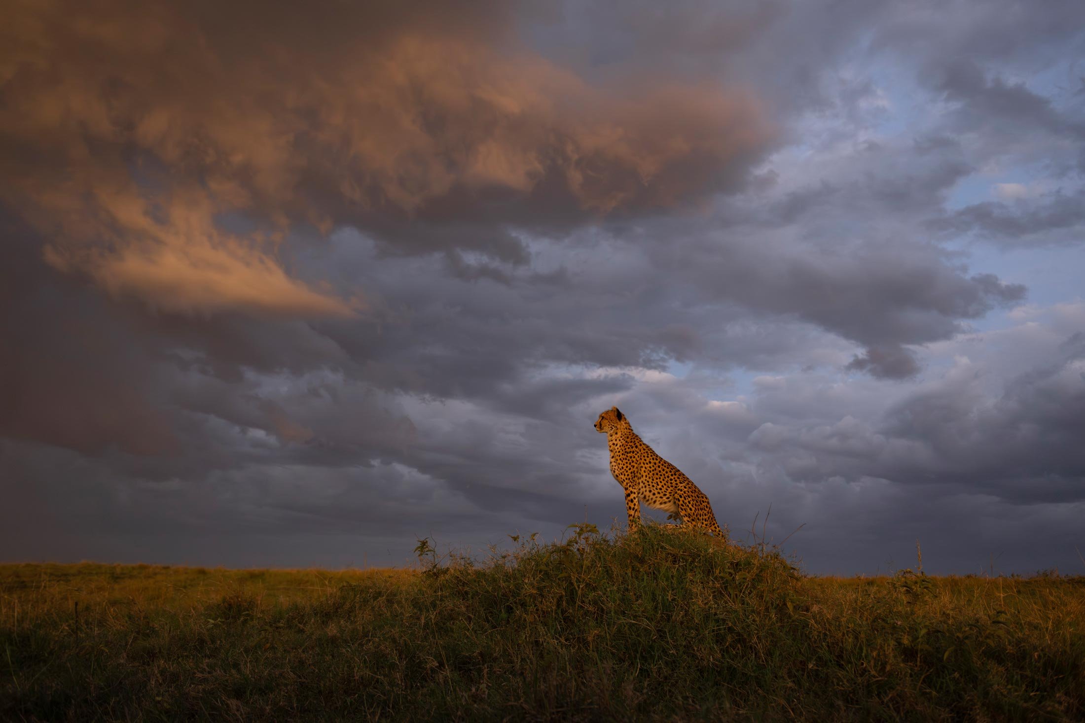 Una jirafa en la sabana observando un cielo nublado con tonos oscuros y nubes grandes.