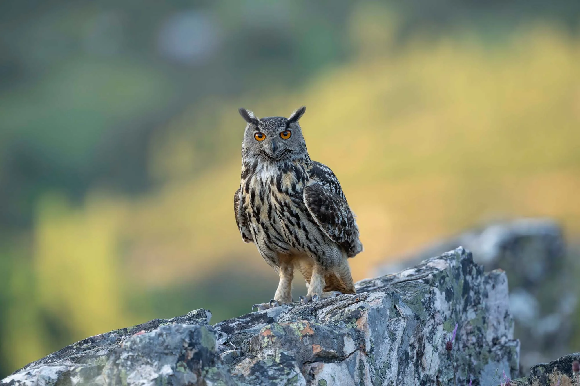 Búho de orejas erguidas y plumaje marrón y gris sentado en una roca.