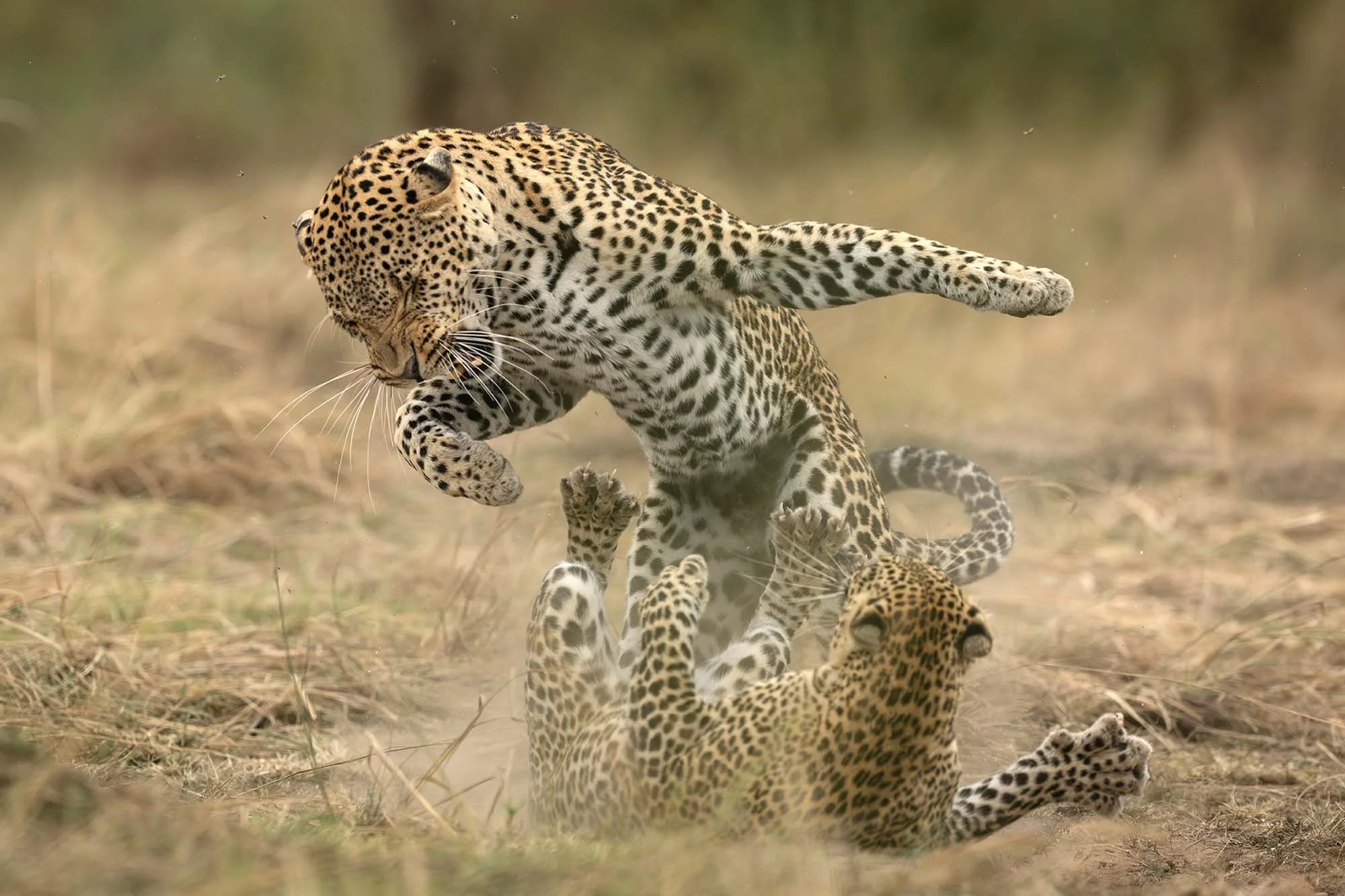 Una familia de jaguares en la selva, con un jaguar adulto jugando y varios cachorro rodeándolo, todos con pelaje con manchas negras sobre fondo dorado.