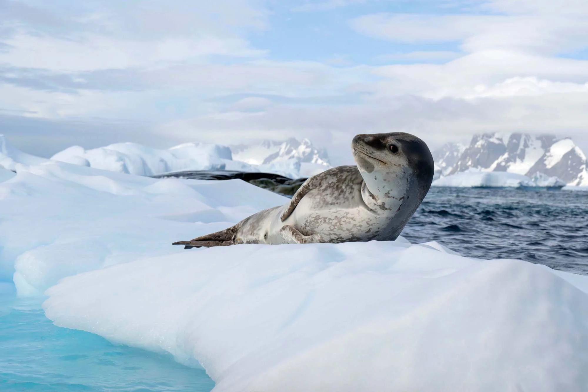 Un león marino acostado sobre hielo en medio del océano con fondo de montañas cubiertas de nieve y cielo nublado en un entorno polar.