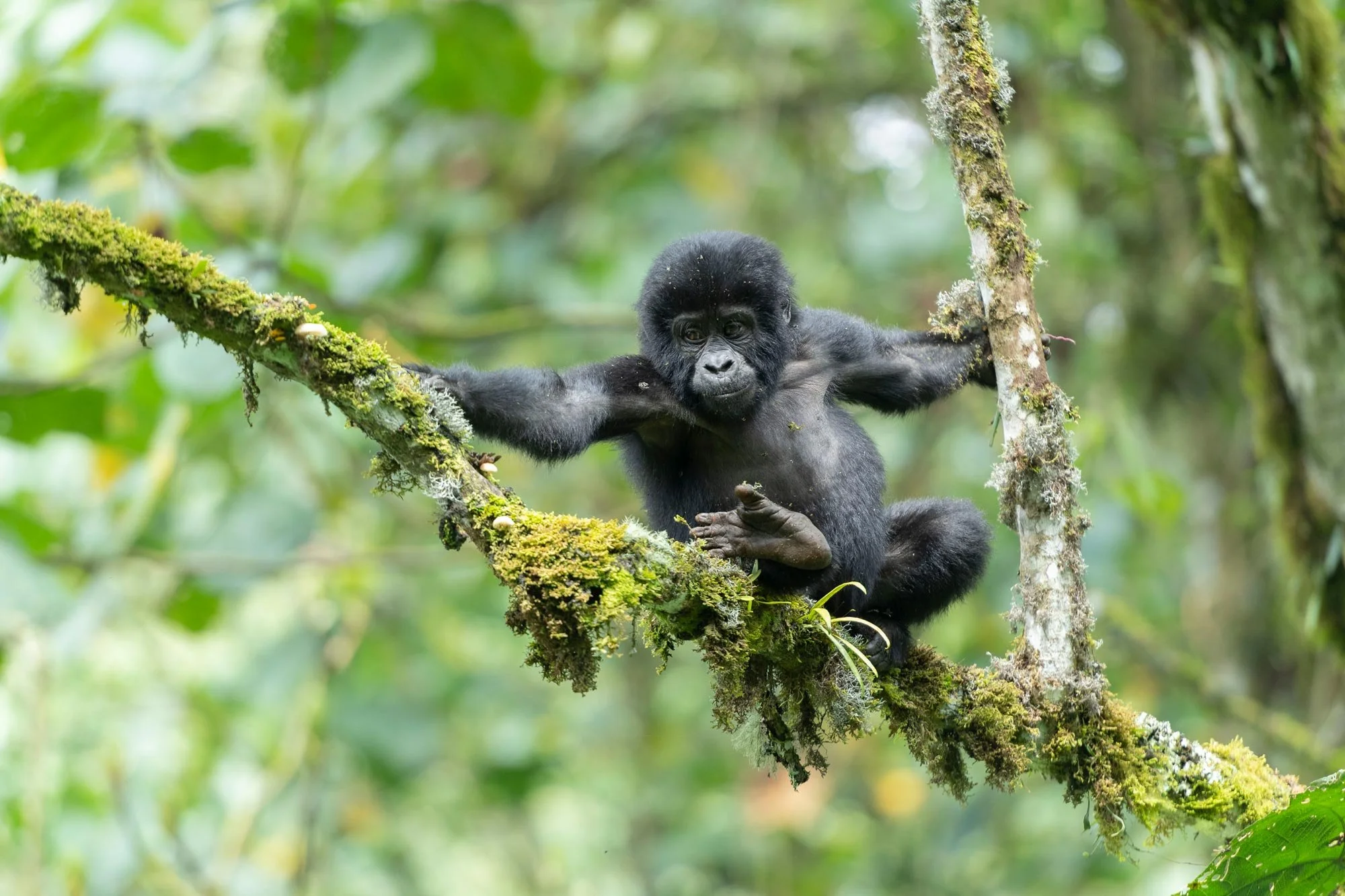 Un bebé gorila colgado de una rama de árbol cubierta de musgo en una selva verde.