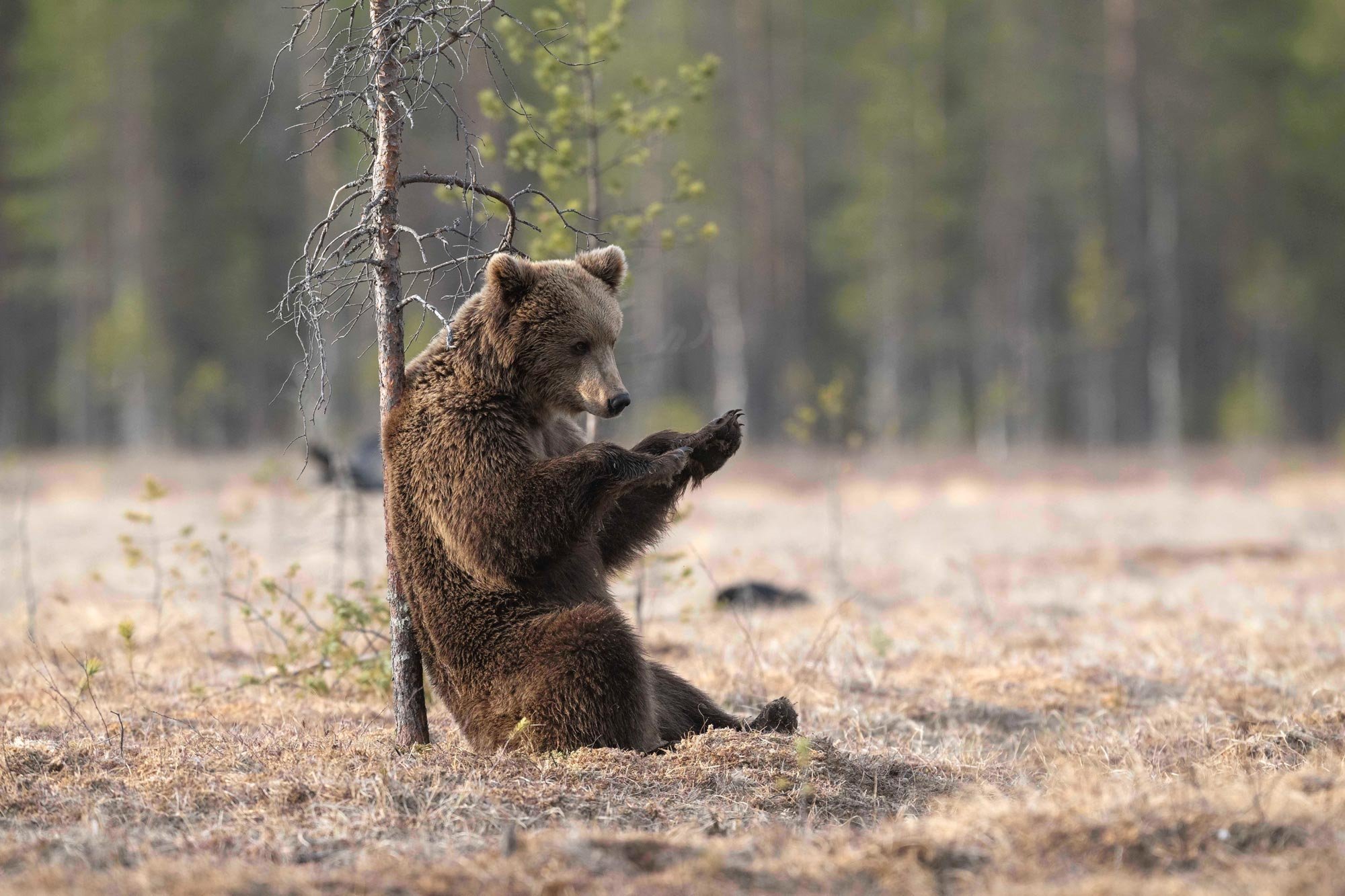 Chamorro-wildlife-photographer-expeditions-destinos-finlandia-09-oso.jpg