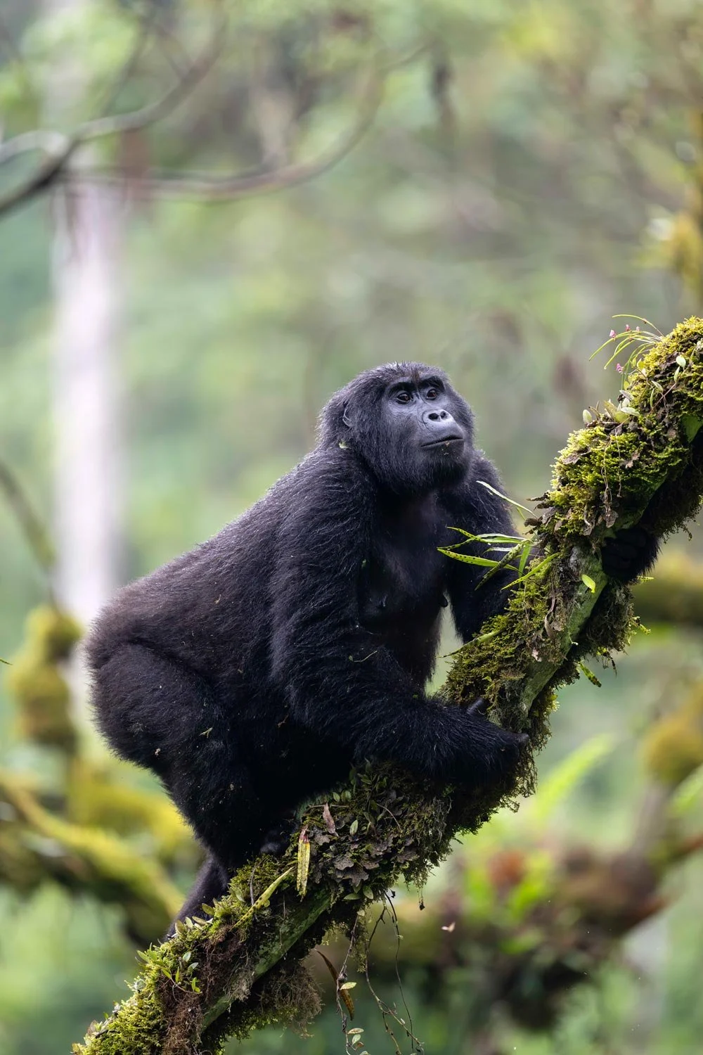 Un gorila negro sentado en una rama de árbol cubierta de musgo en la selva.