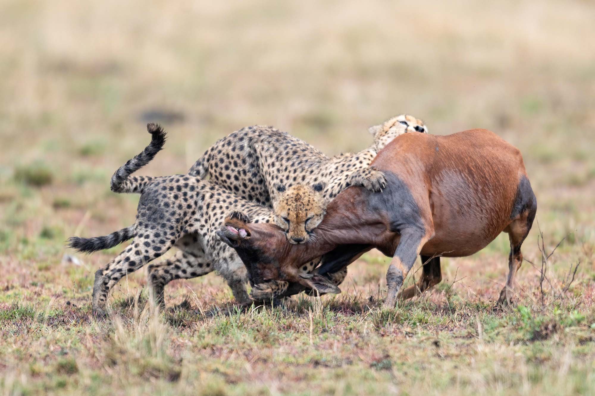 Un guepardo saltando sobre un animal, posiblemente un buey, en un campo abierto