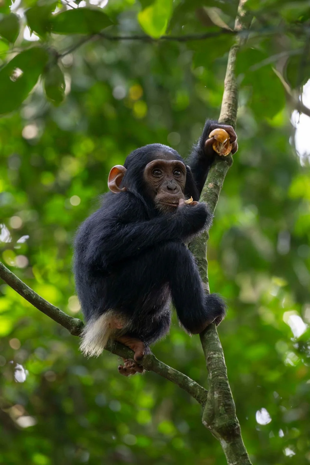 Un pequeño chimpancé negro en un árbol, sosteniendo una fruta y mordiéndola en un entorno de selva con follaje verde.