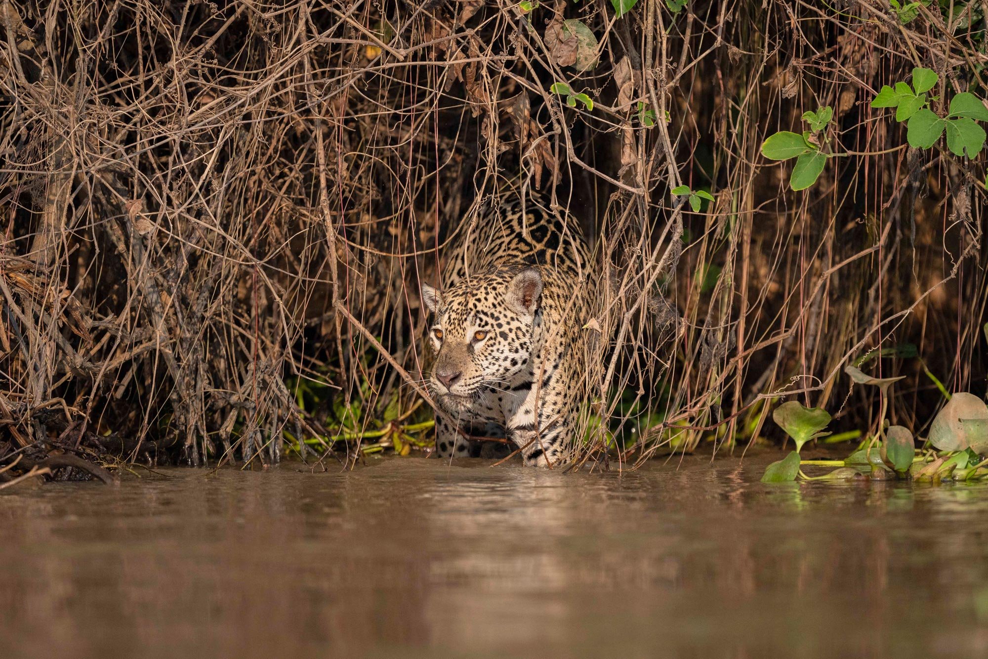 Jaguar caminando en un río con vegetación densa en el fondo.