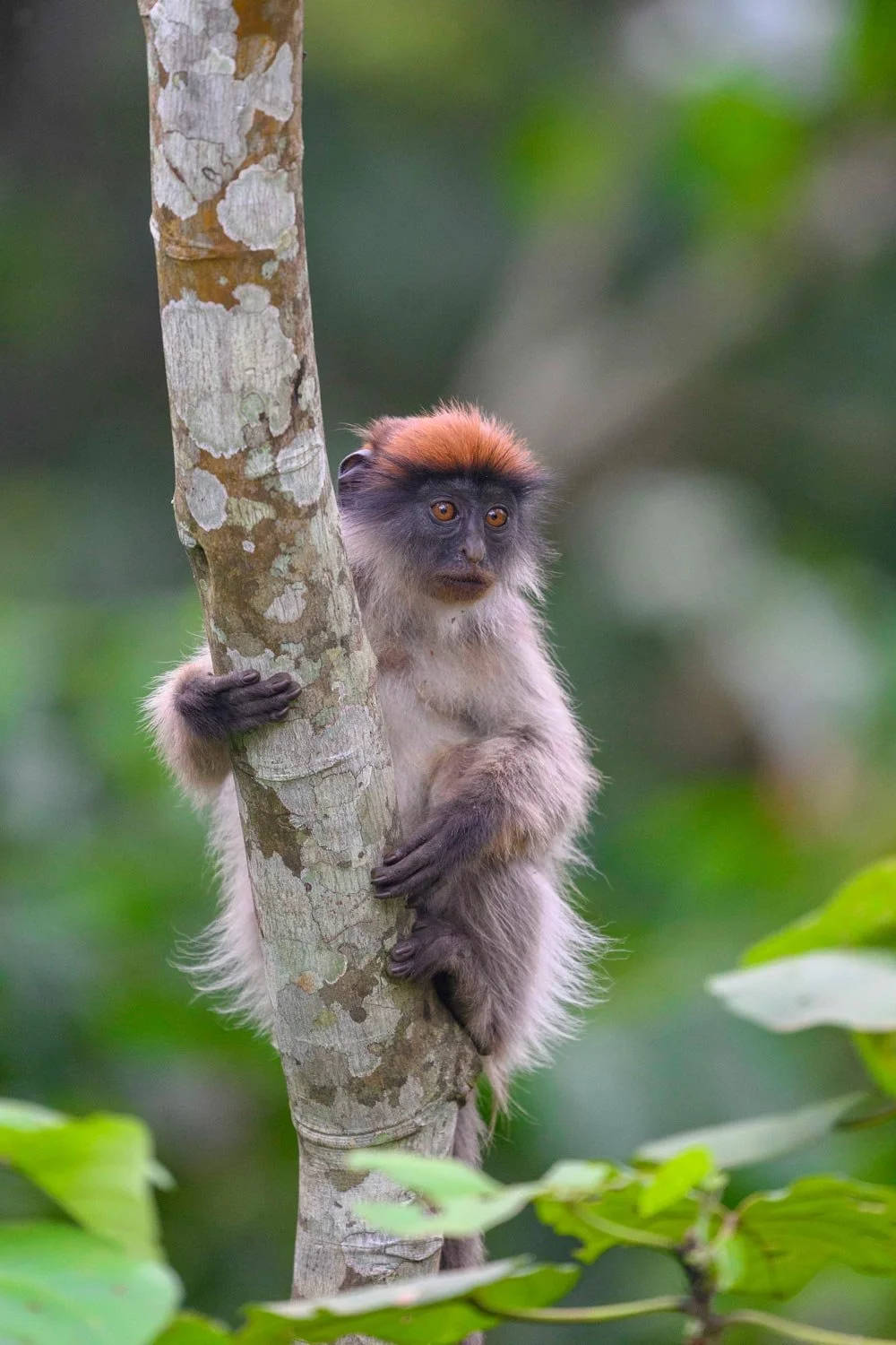 Un mono de especie no identificada, con pelaje gris, cara oscura y capa de pelo anaranjado en la cabeza, sujetándose a un árbol en un entorno selvático con hojas verdes.