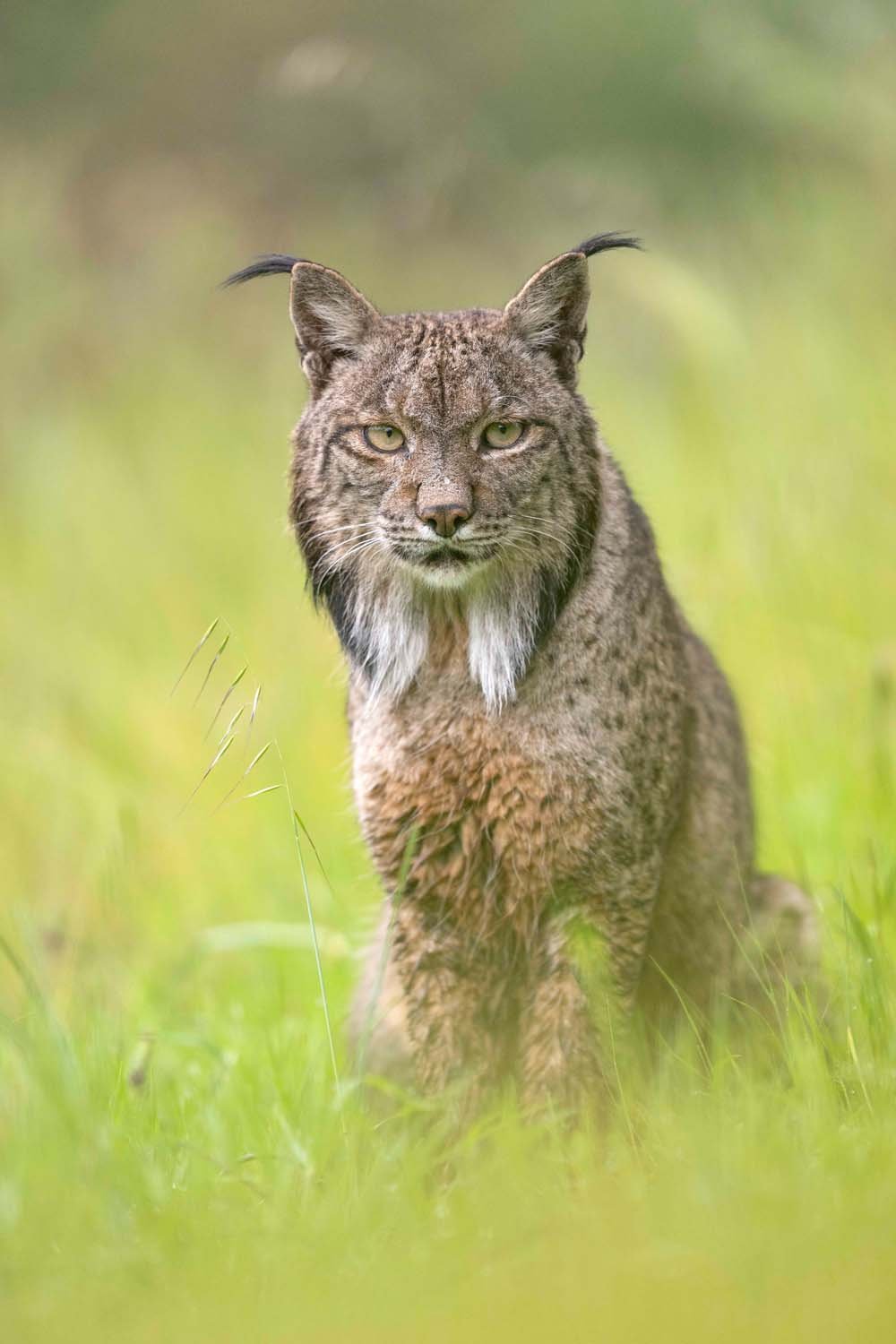 Una especie de felino robusto con orejas puntiagudas y pelo rizado en el pecho, en un entorno de césped verde.