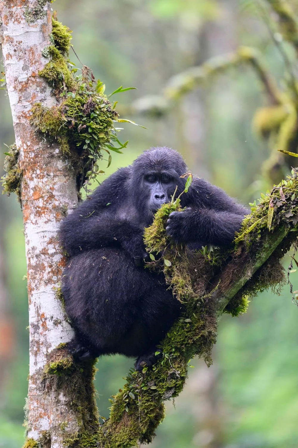 Un gorila negro sentado en un árbol en medio de la selva, rodeado de musgo y vegetación.