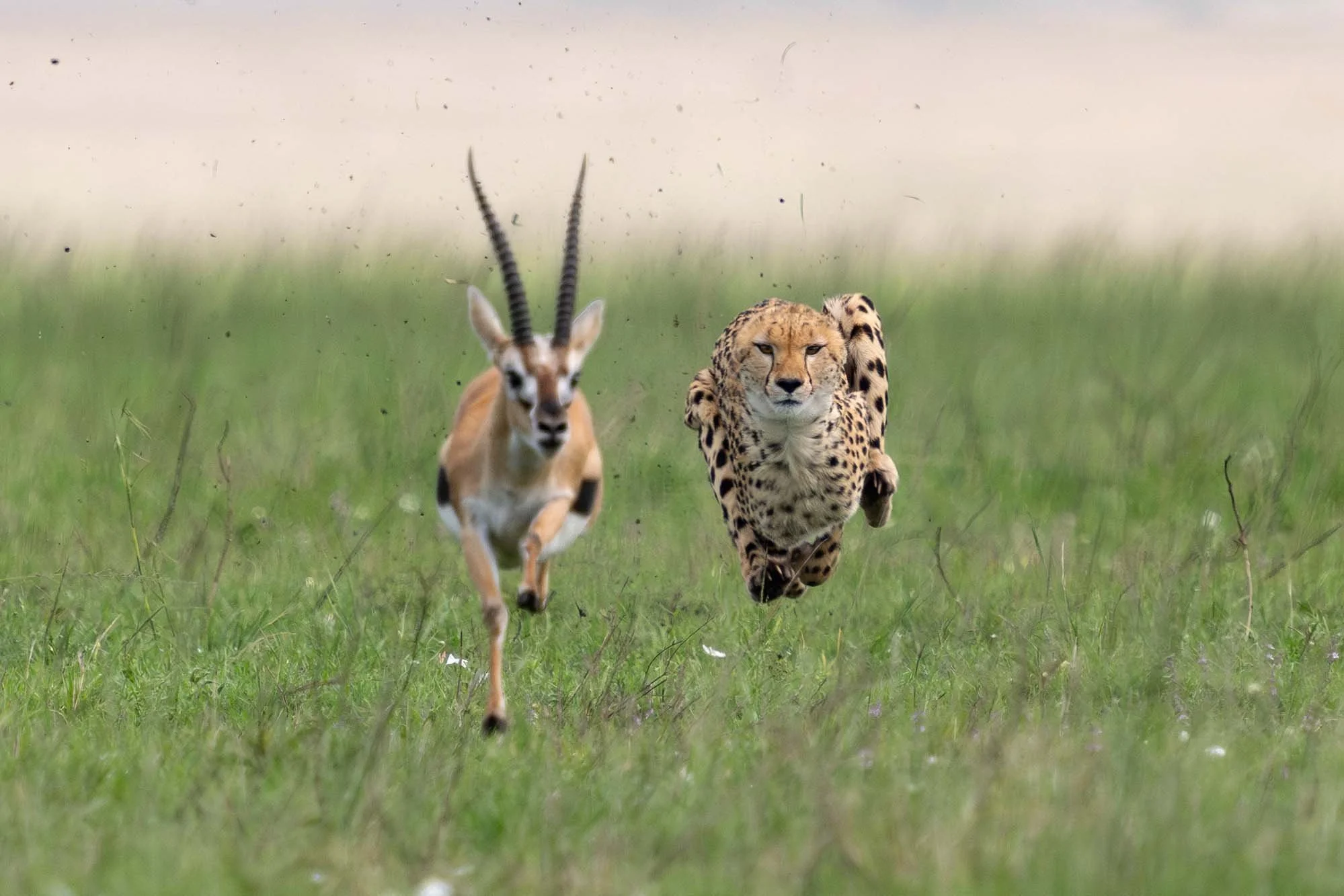 Un guepardo y una gacela corriendo en la pradera.