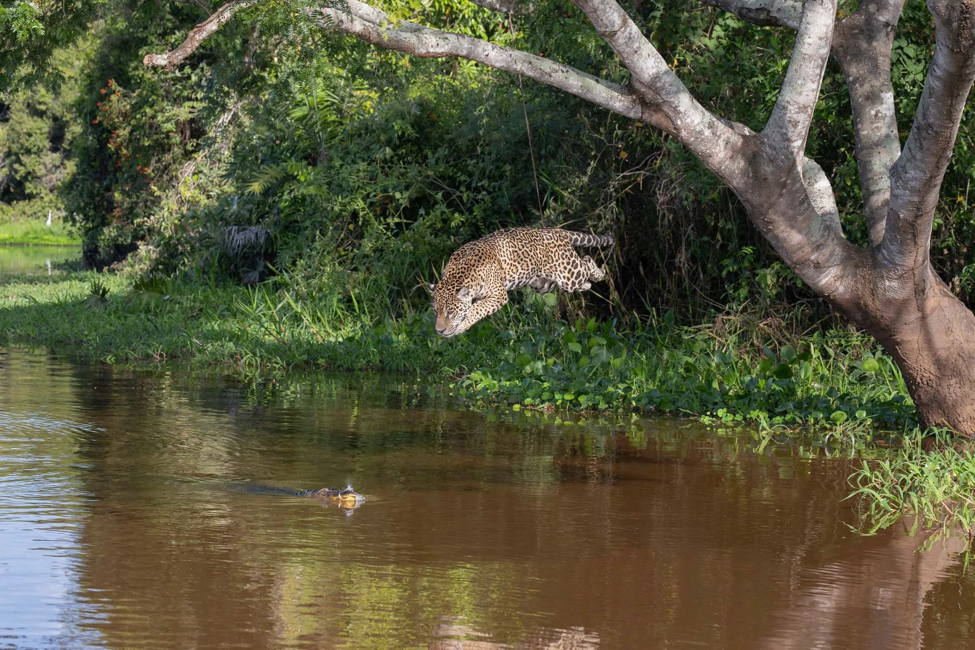 Un jaguar nadando en un río rodeado de vegetación densa y árboles.