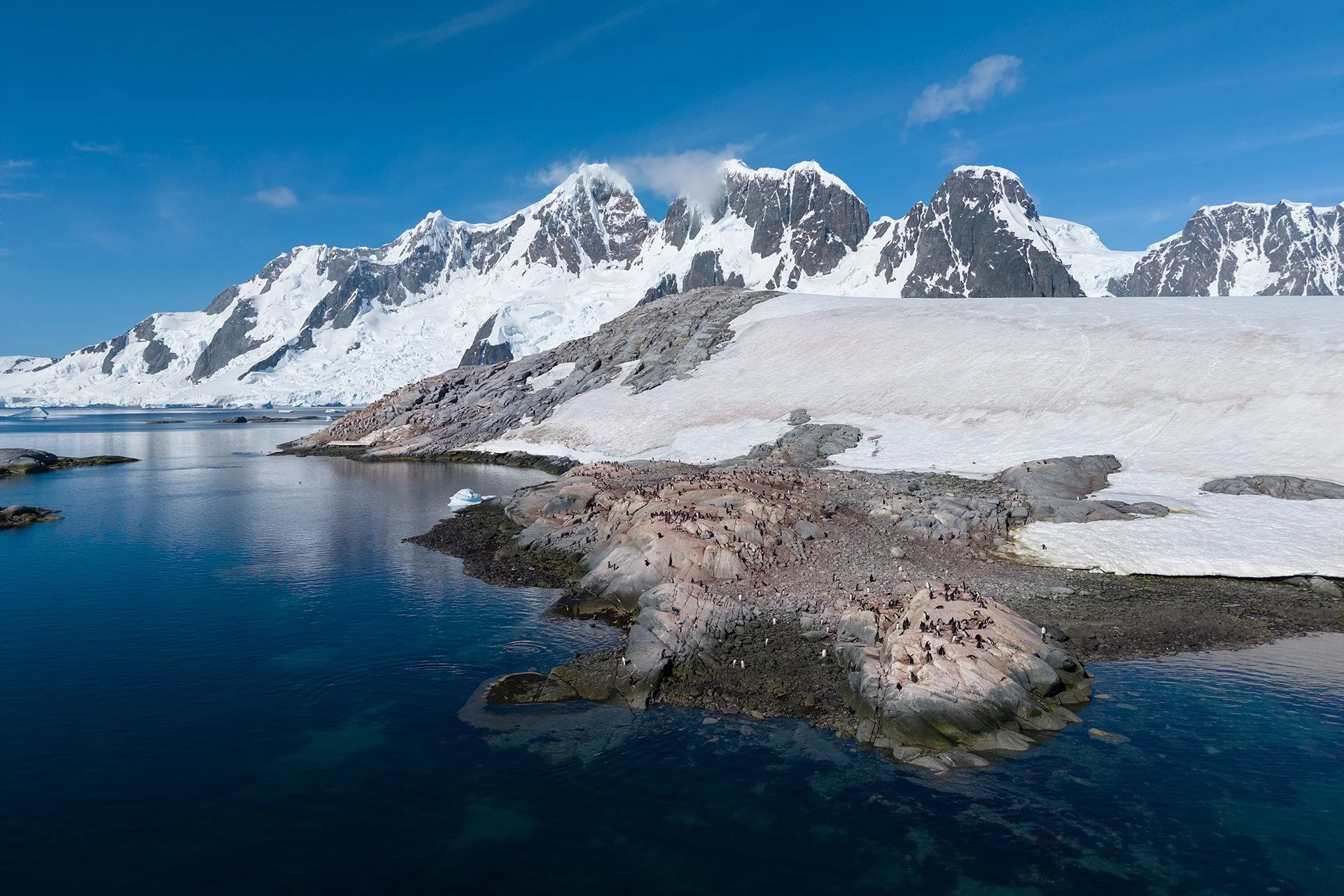 Una colonia de pingüinos papúa a vista de dron en la Antártida