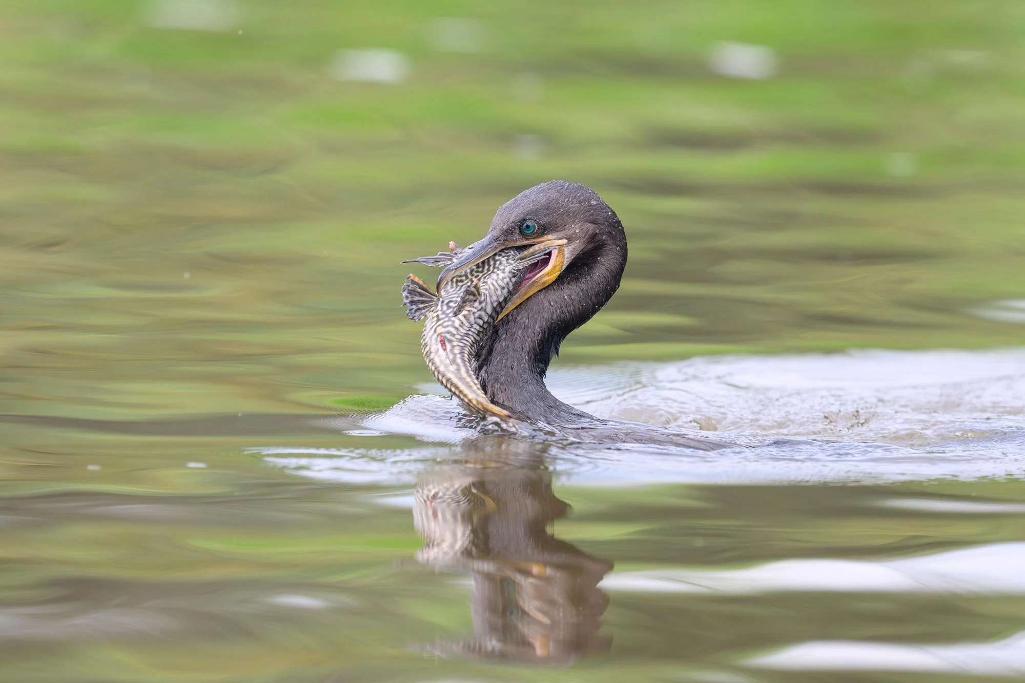 Un ave silvestre, probablemente un cormorán, sosteniendo un pez en su pico en un cuerpo de agua
