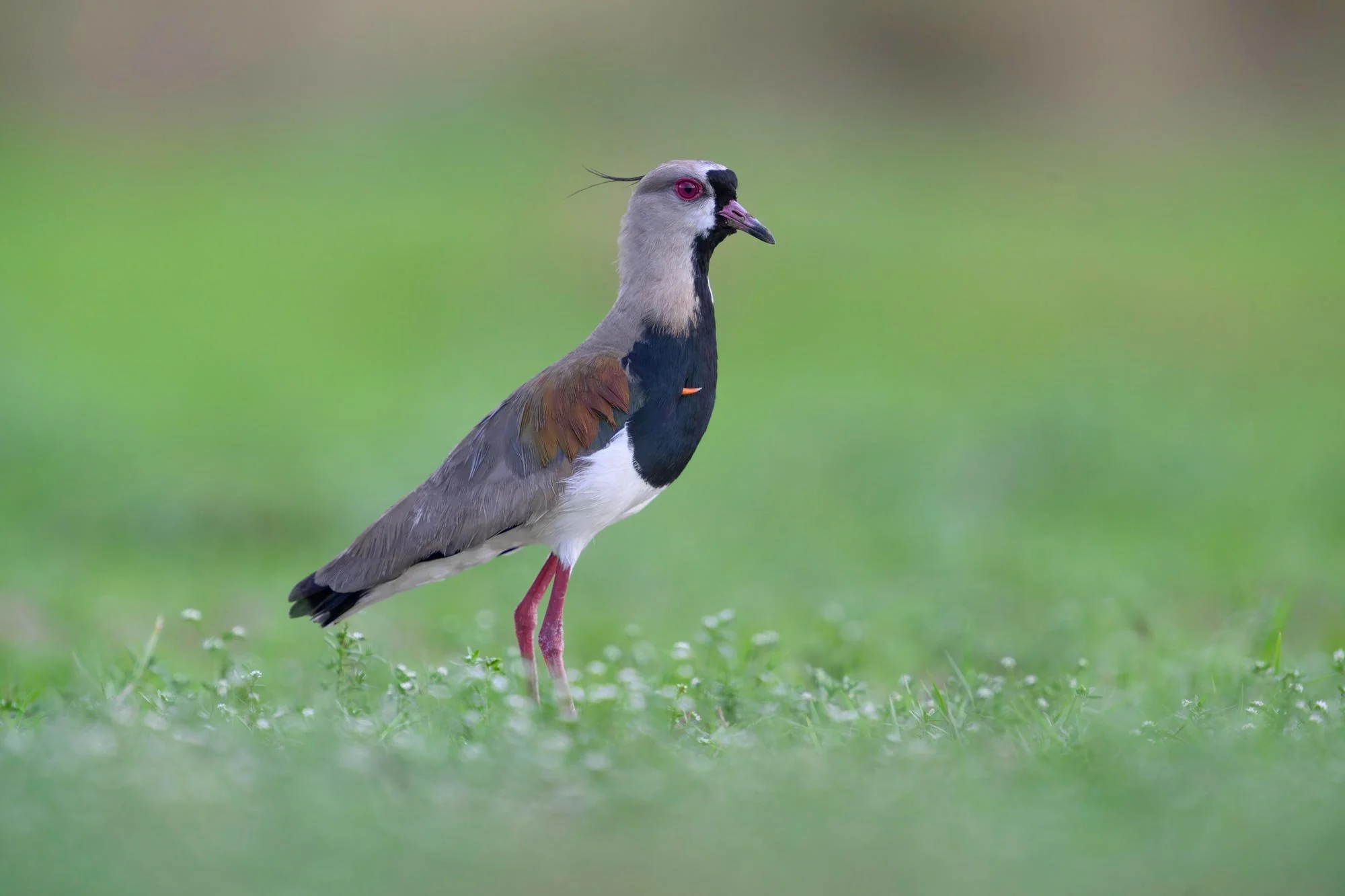 Un ave llamada Pájaro Gallo con plumaje gris, negro y marrón, con ojos rojos y un penacho pequeño en la cabeza, de pie sobre césped verde.