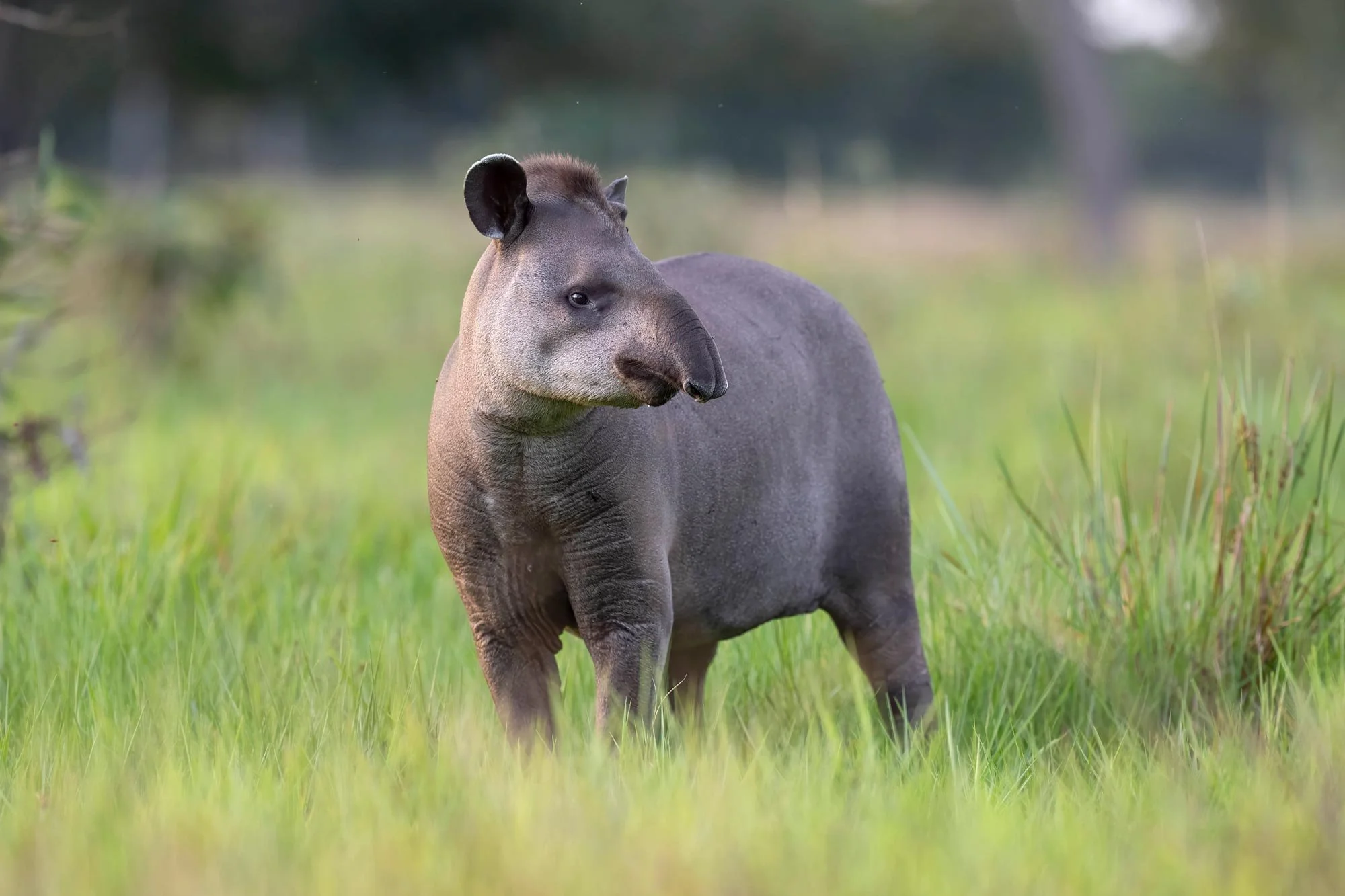 Un tapir caminando en un campo de hierba verde con fondo difuso de árboles.