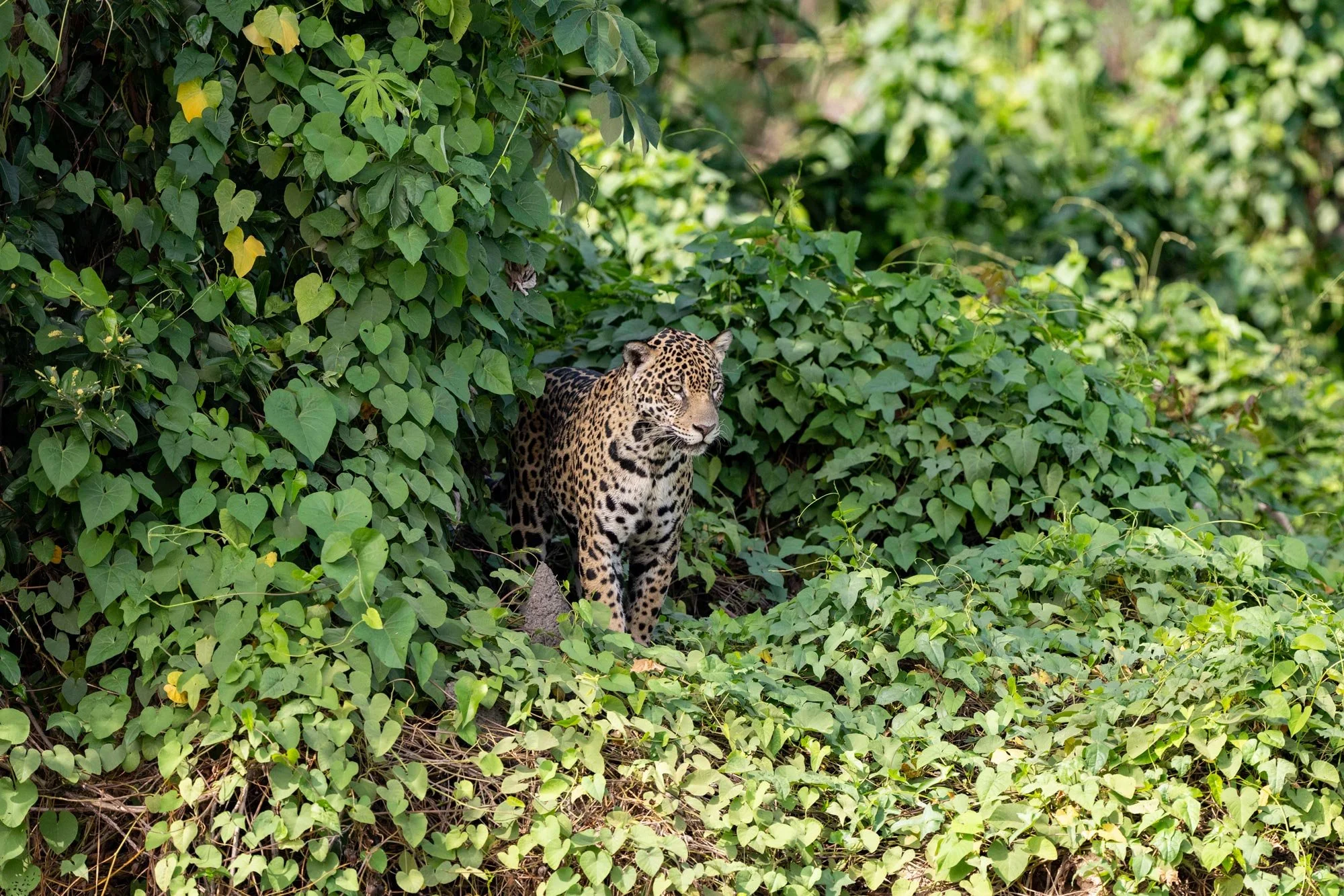 Jaguar en medio de vegetación densa con hojas verdes, con ojos atentos y cuerpo parcialmente oculto por las plantas.