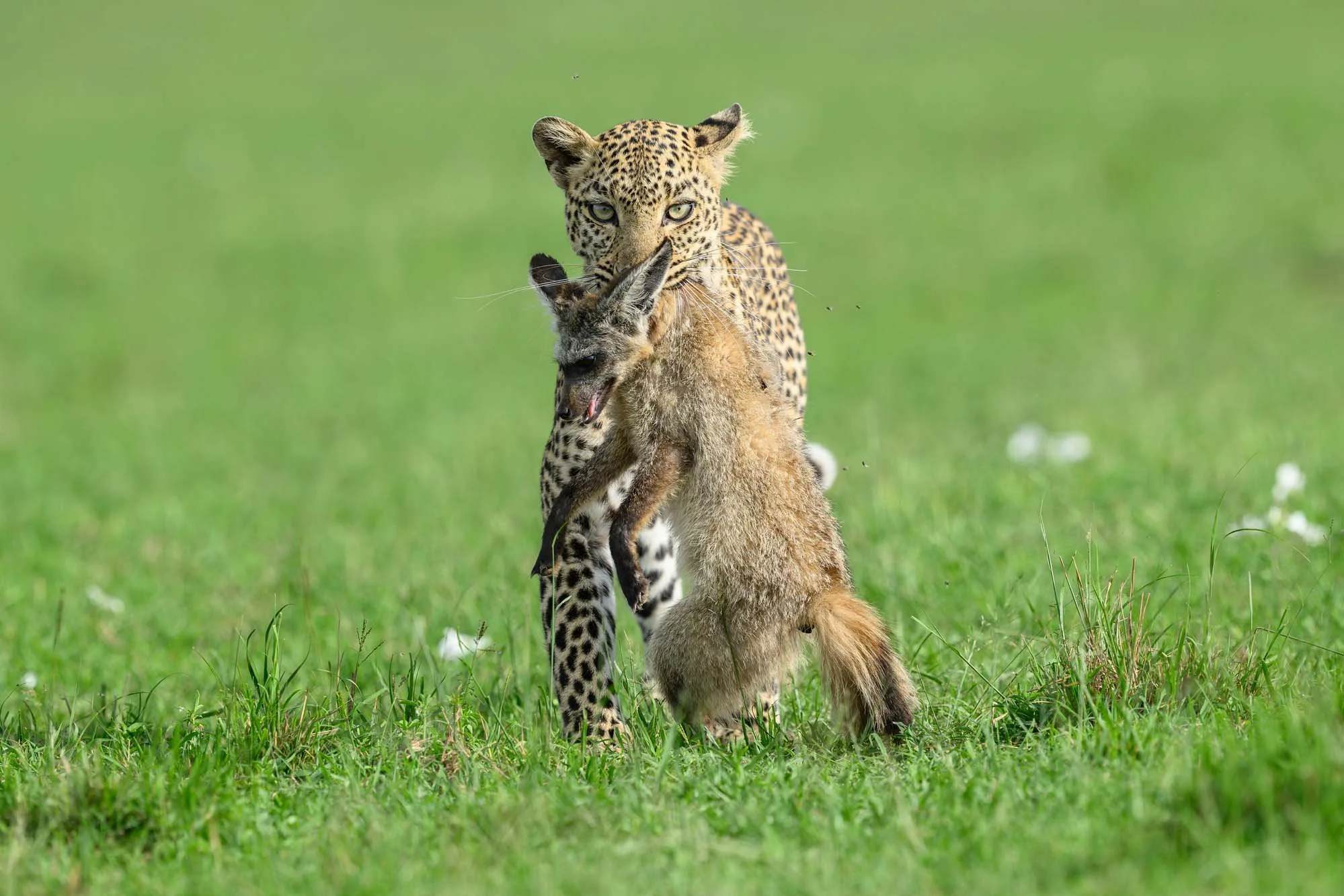 Jaguar sosteniendo un zorro en un campo de césped.