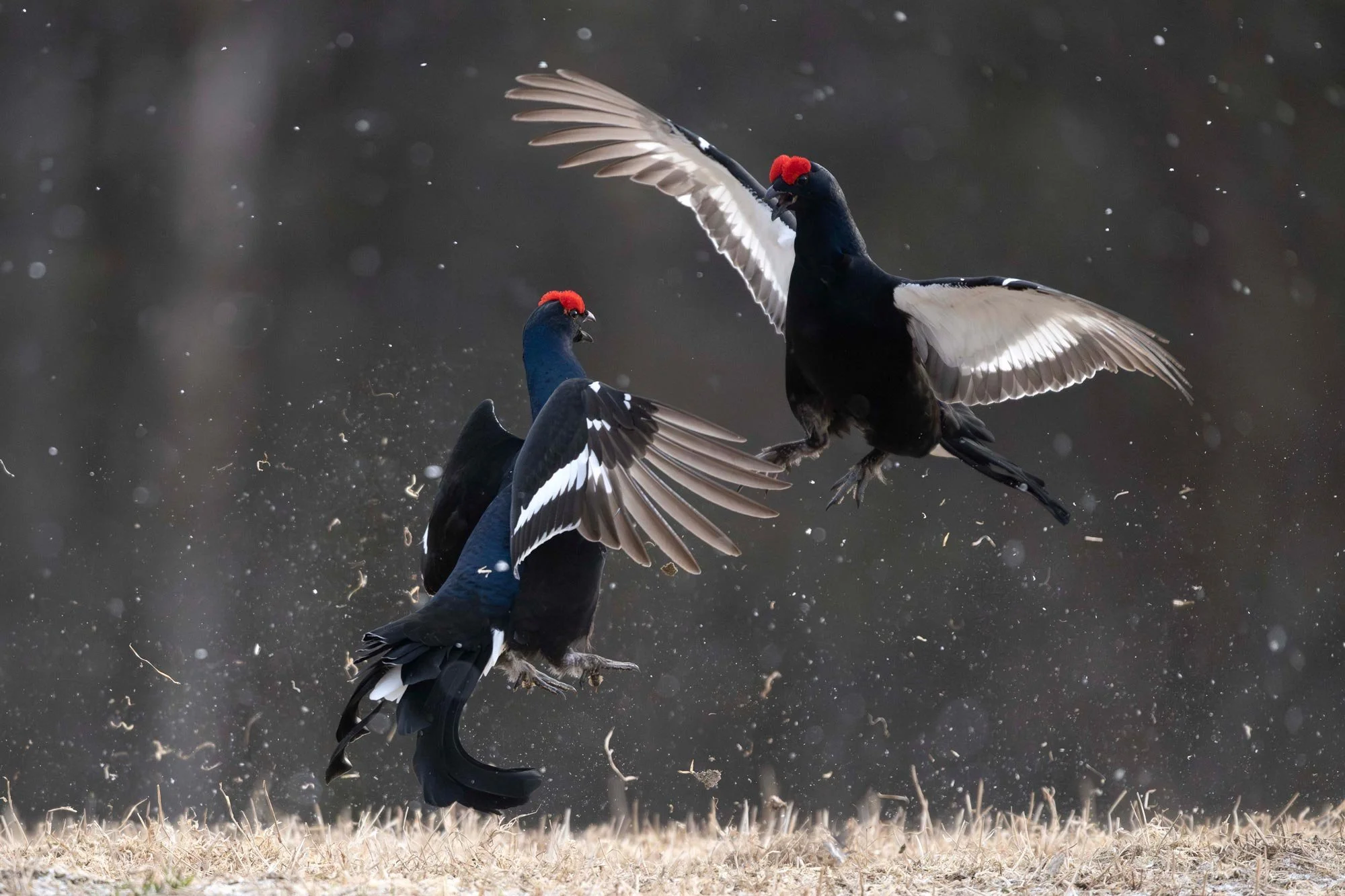 Chamorro-wildlife-photographer-expeditions-destinos-finlandia-08-gallos-lira.jpg
