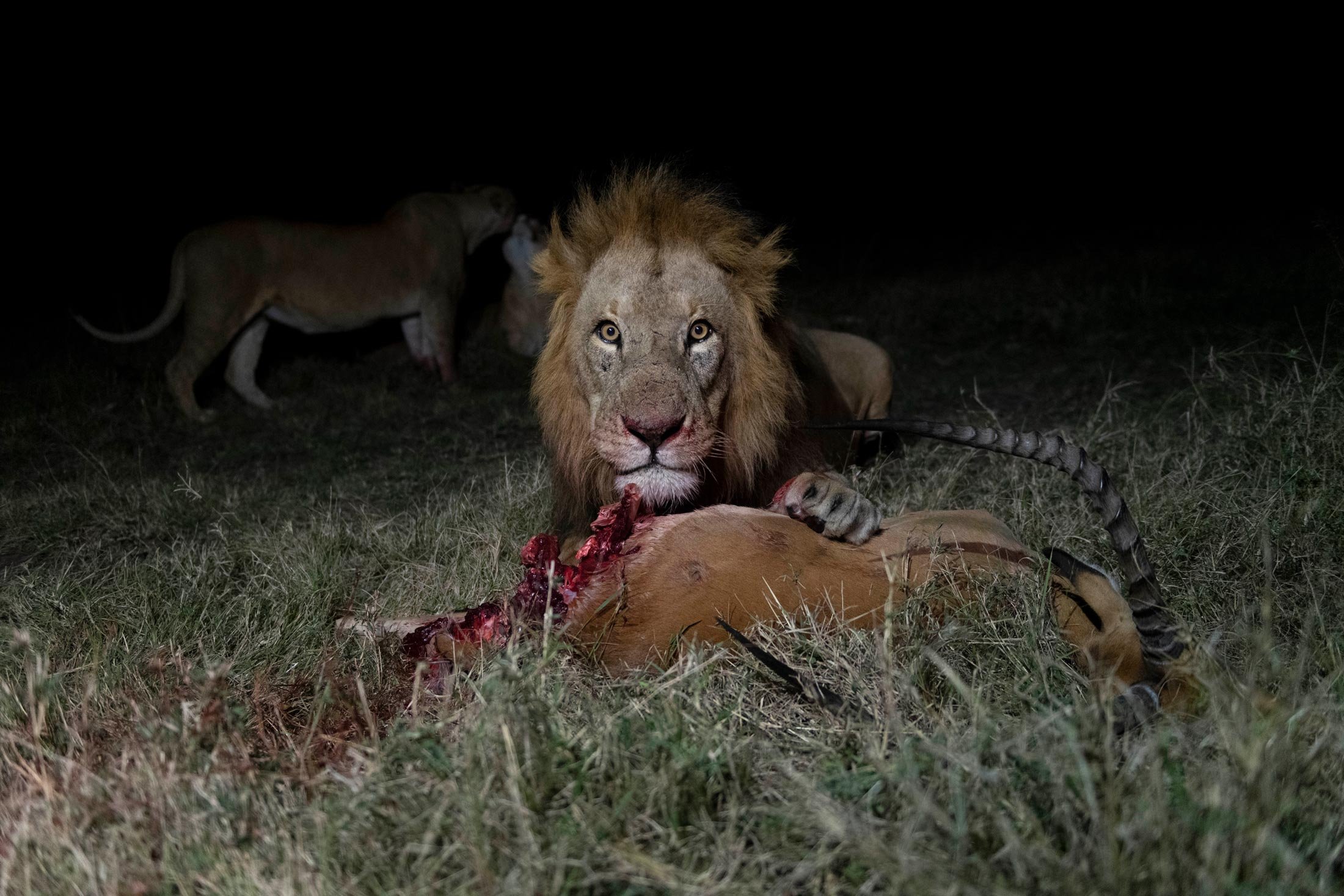 León cazando una jirafa en la sabana, noche, con animales en la oscuridad.