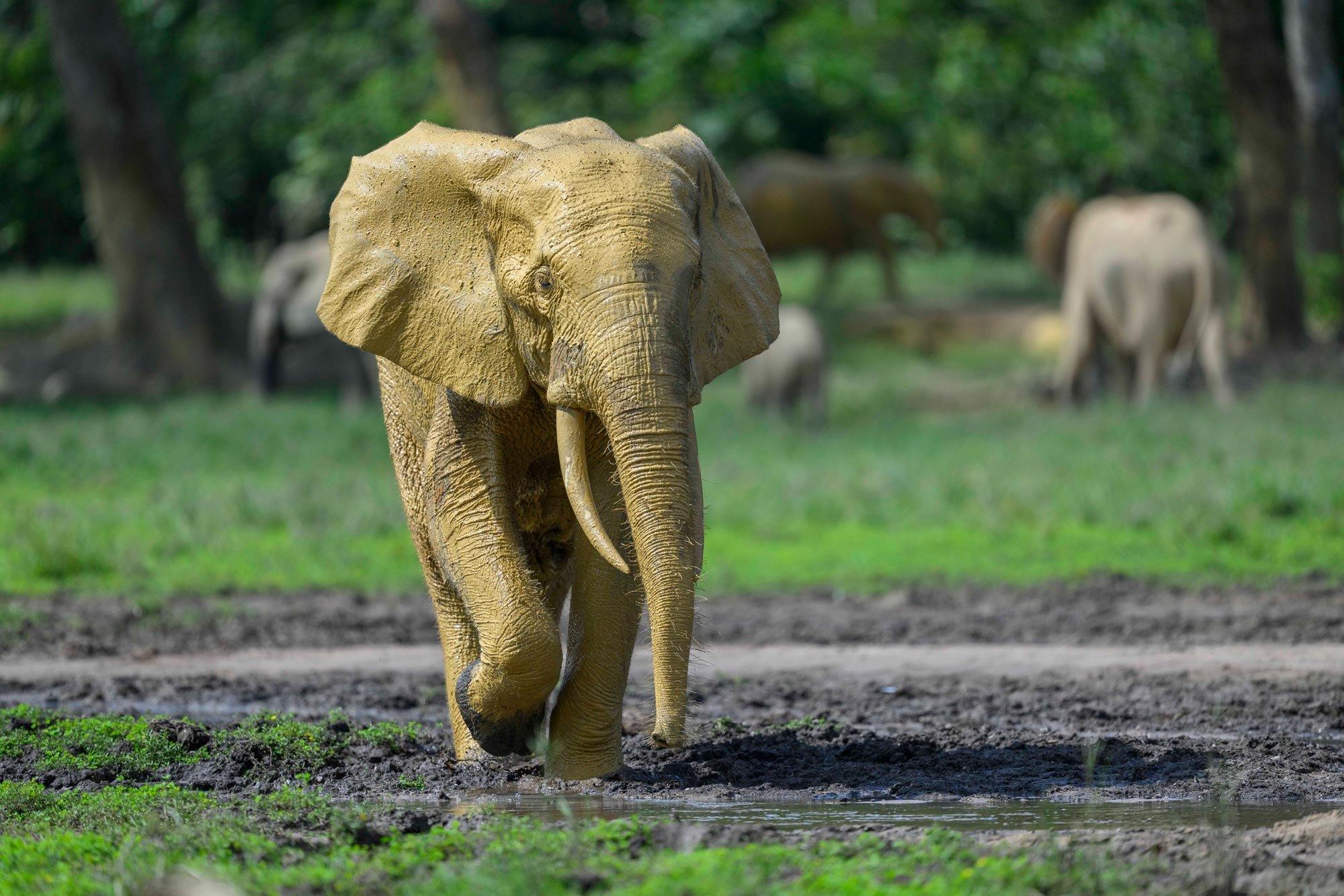 Un elefante caminando por un área de campo verde con árboles en el fondo, con otros elefantes en la distancia.