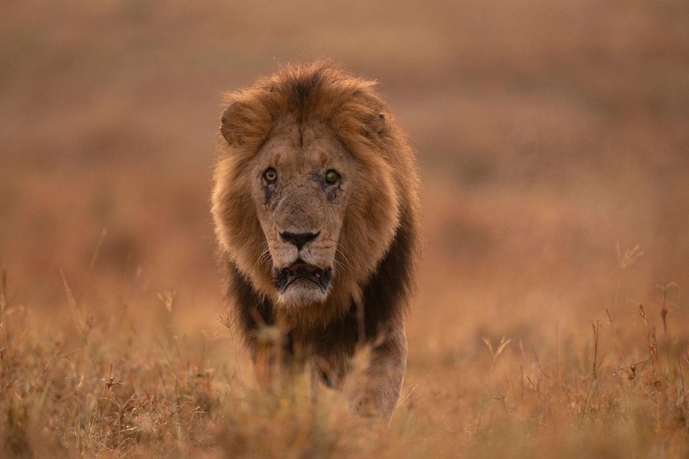 Un león caminando hacia la cámara en una pradera seca en la naturaleza.