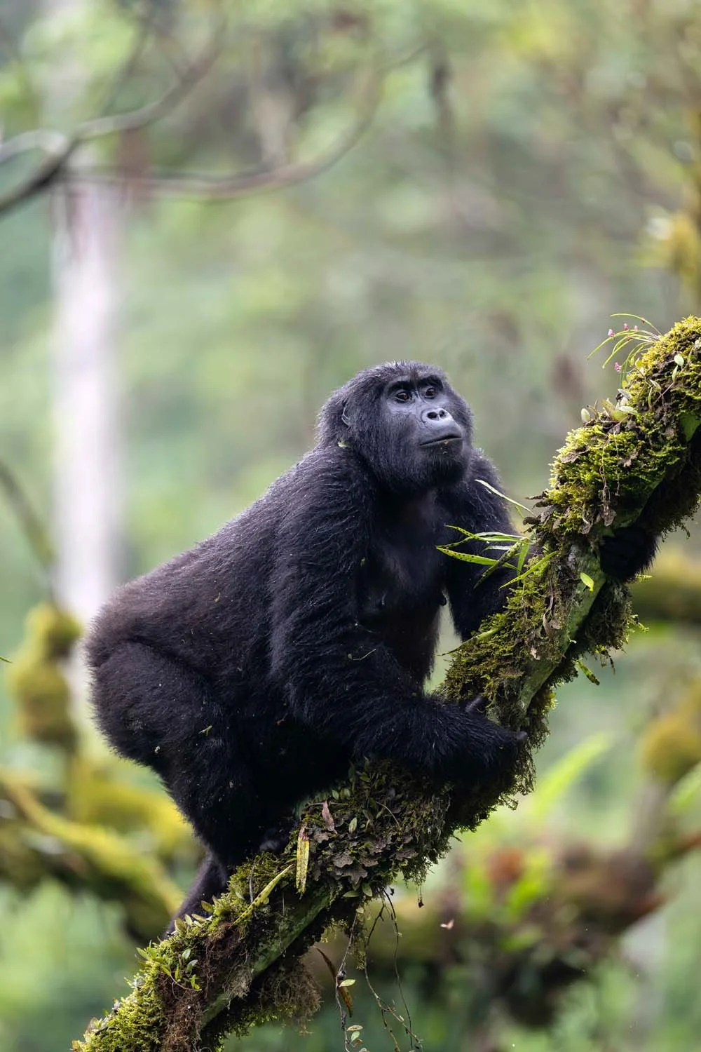 Un gorila de espalda peluda sobe una rama cubierta de musgo en una selva.