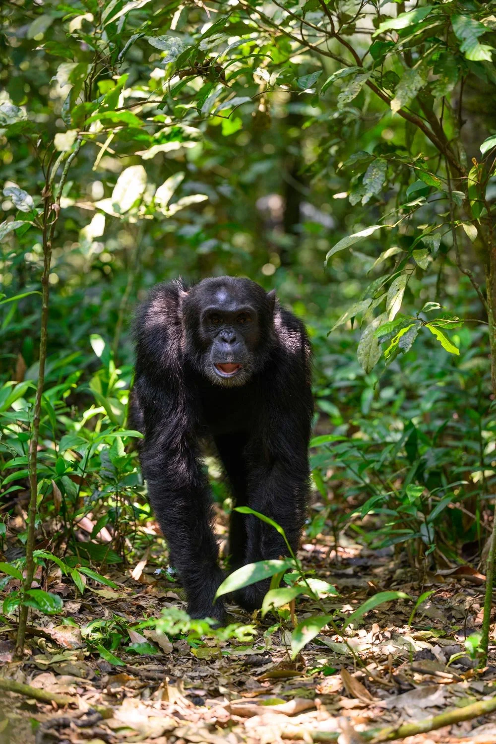 Un chimpancé caminar por el bosque rodeado de vegetación verde