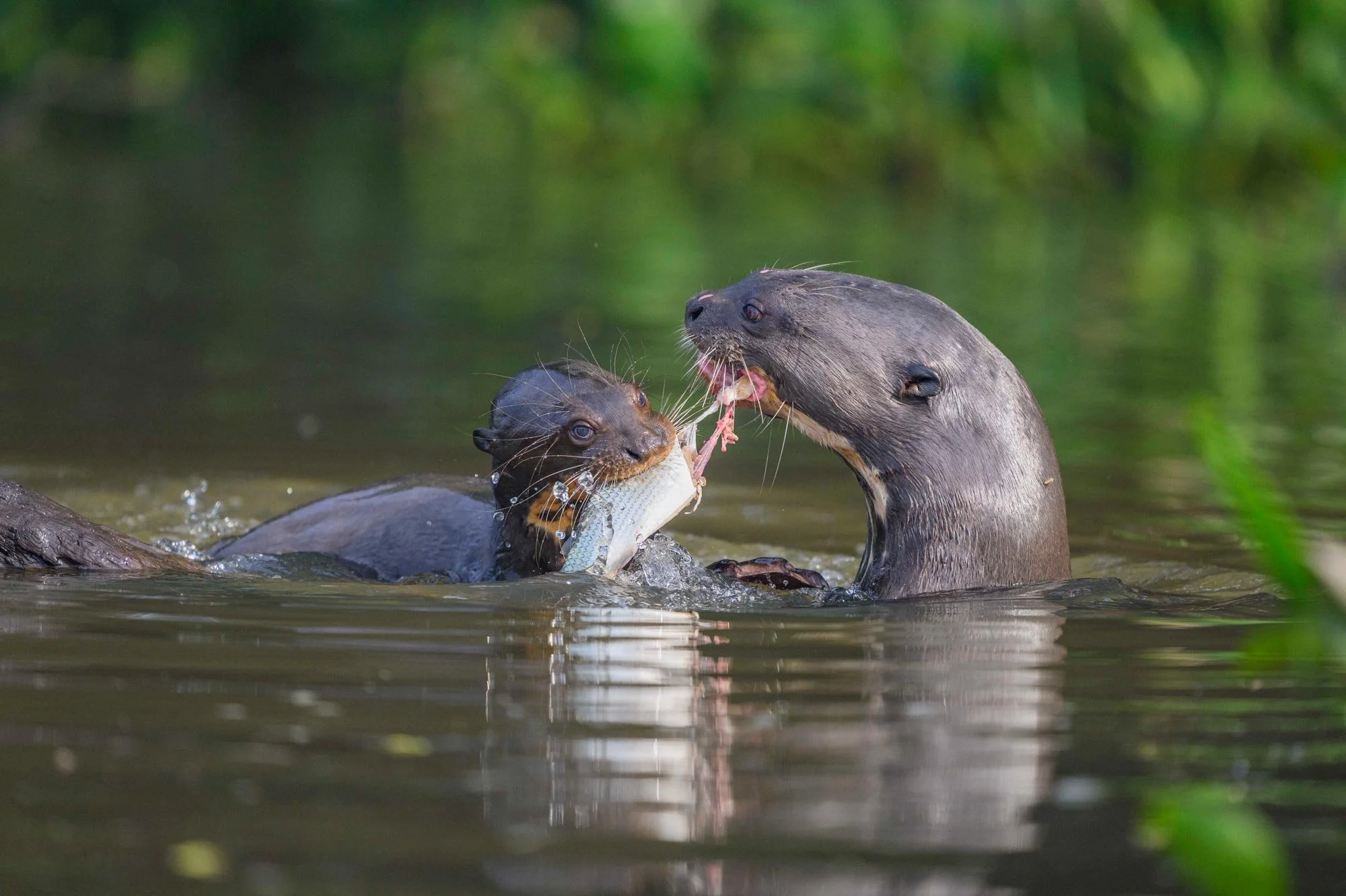 Dos nutria en el agua, una sostiene un pez recién atrapado en su boca y la otra parece tomarlo, en un entorno natural con fondo de vegetación verde borrosa.