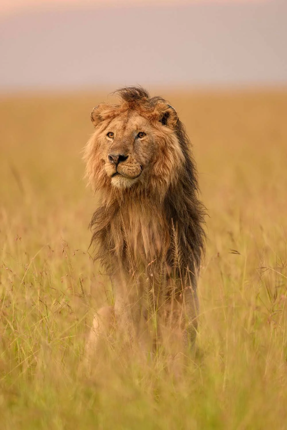 Un majestuoso león de melena dorada en un prado de hierba alta, con un cielo suave al atardecer.
