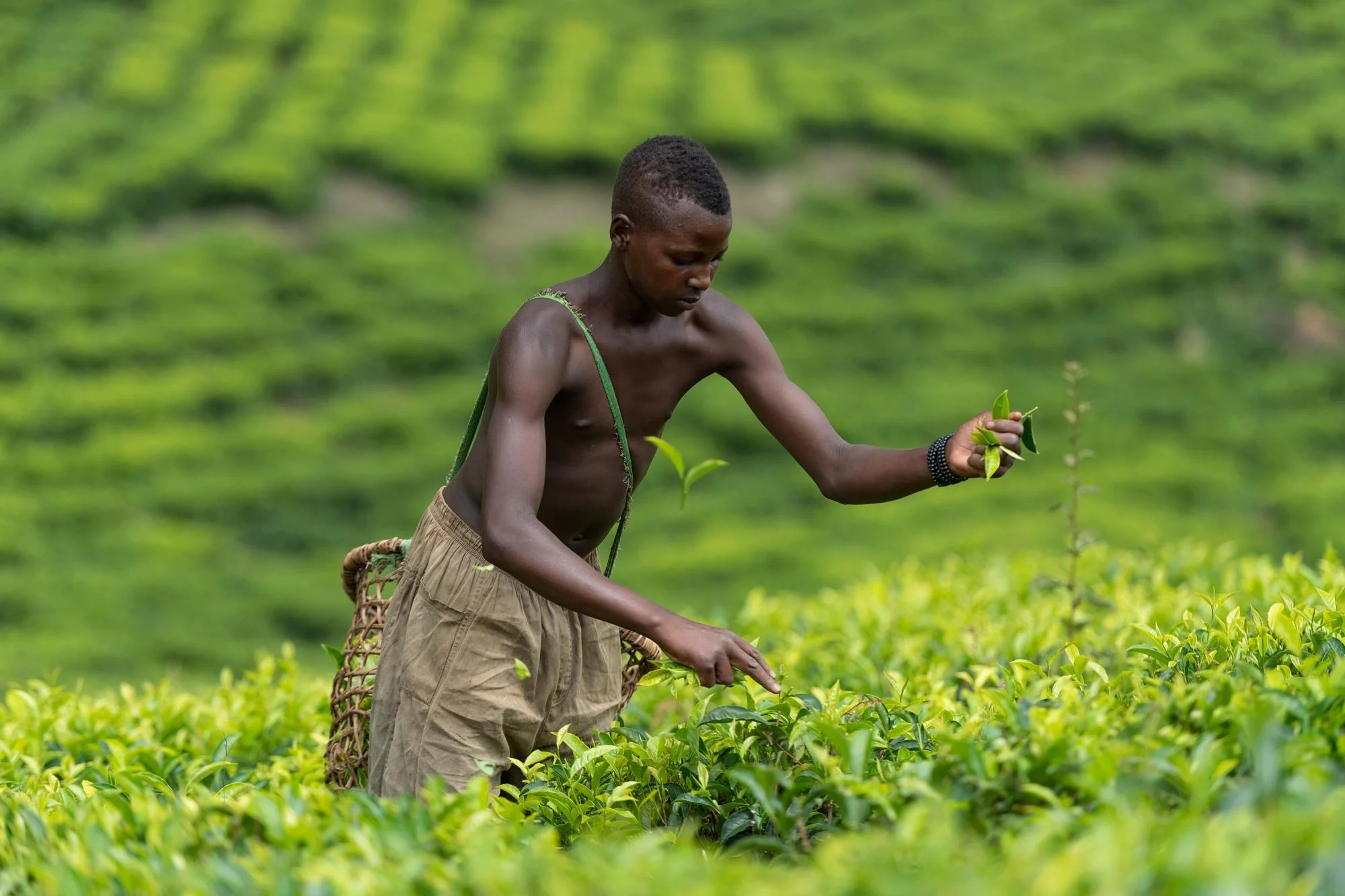 Joven campesino afrodescendiente trabajando en un campo de plantas verdes con fondo borroso de vegetación.