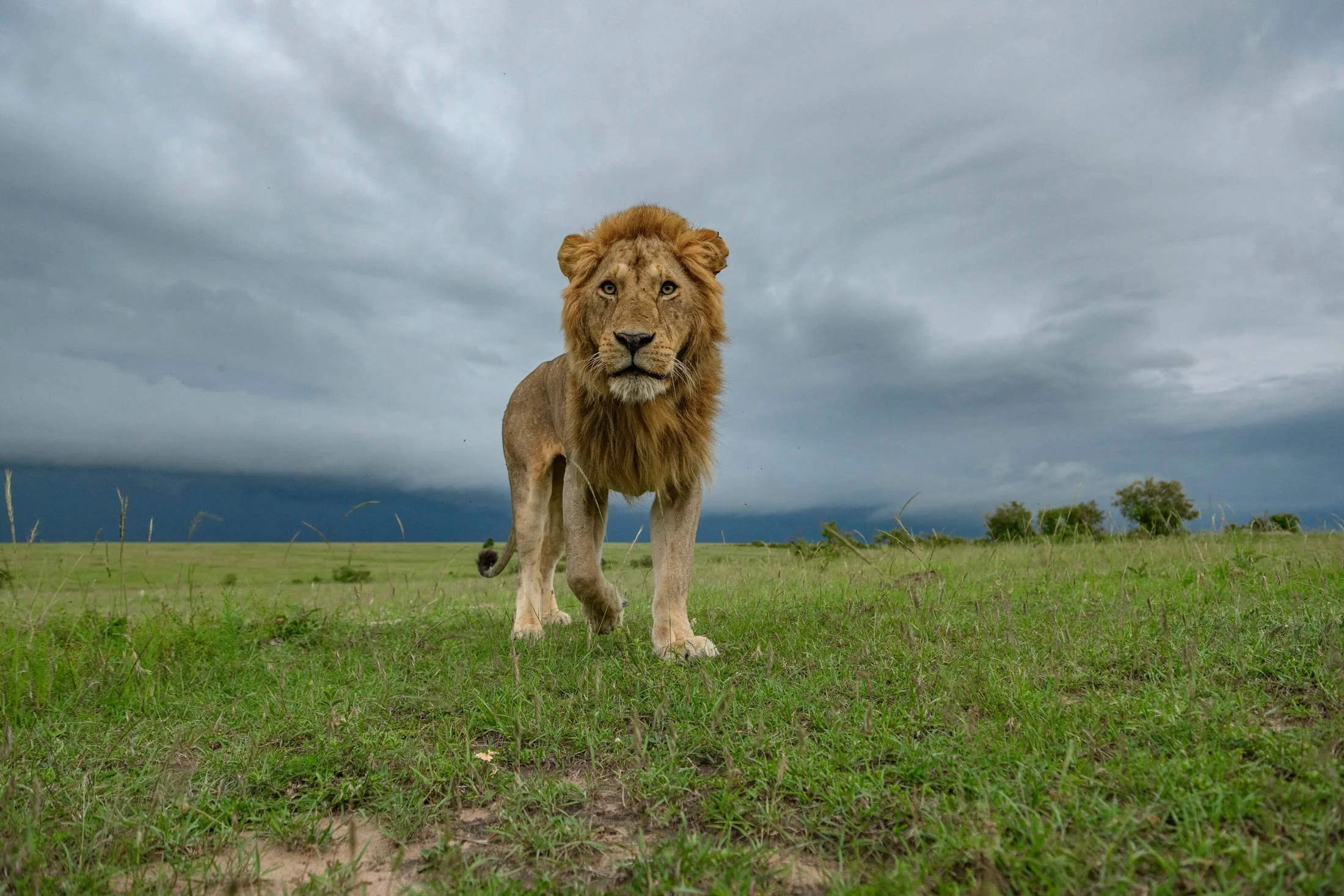 Un león caminando en una pradera con cielos nublados en el fondo.