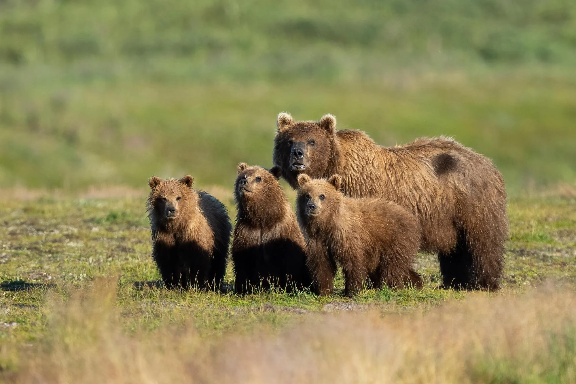 Chamorro-wildlife-photographer-expeditions-destinos-alaska-03-oso-grizzly.jpg