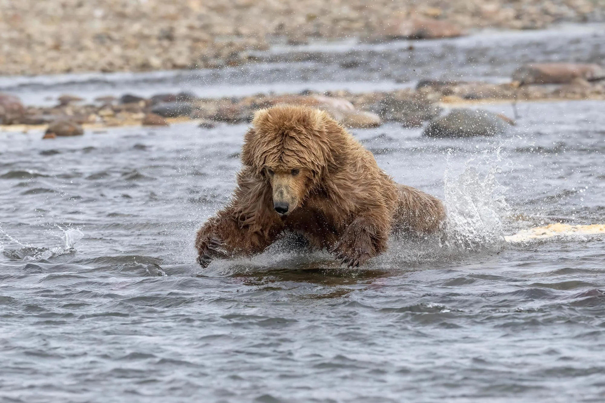 Un oso pardo nadando en un río con rocas y agua en el fondo.