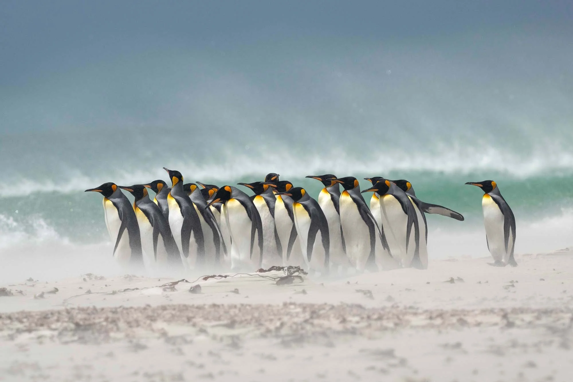 Un grupo de pingüinos caminando en la playa con olas del mar al fondo.