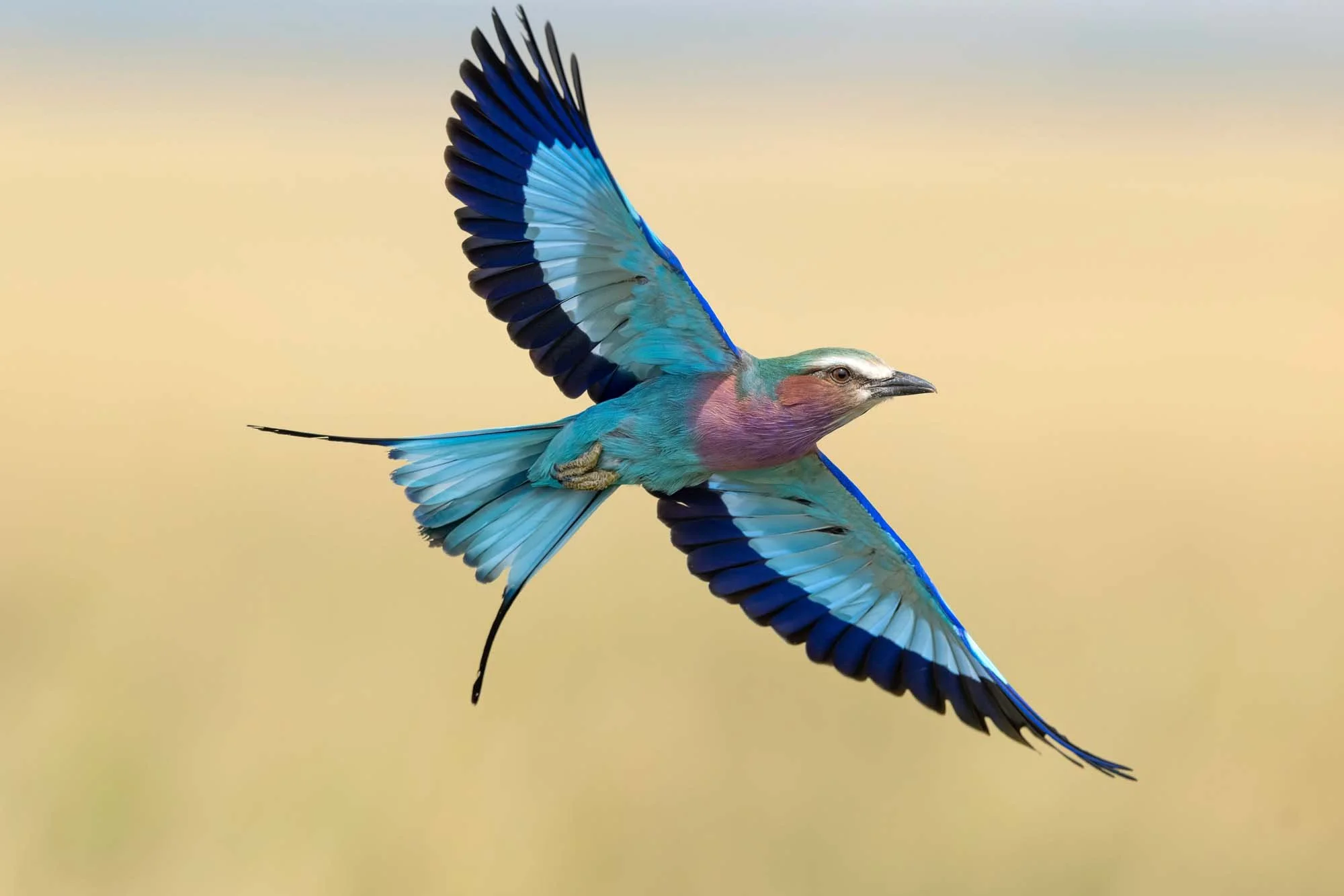 Pájaro con plumaje azul, rosa, y verde en vuelo, con fondo difuso de colores claros.