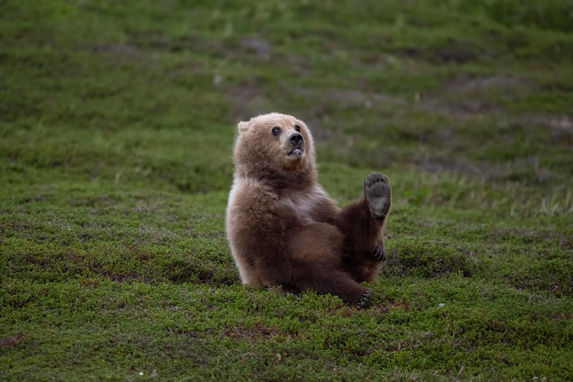 Un oso pardo sentado en el suelo con el trasero levantado, en un entorno natural con vegetación verde.