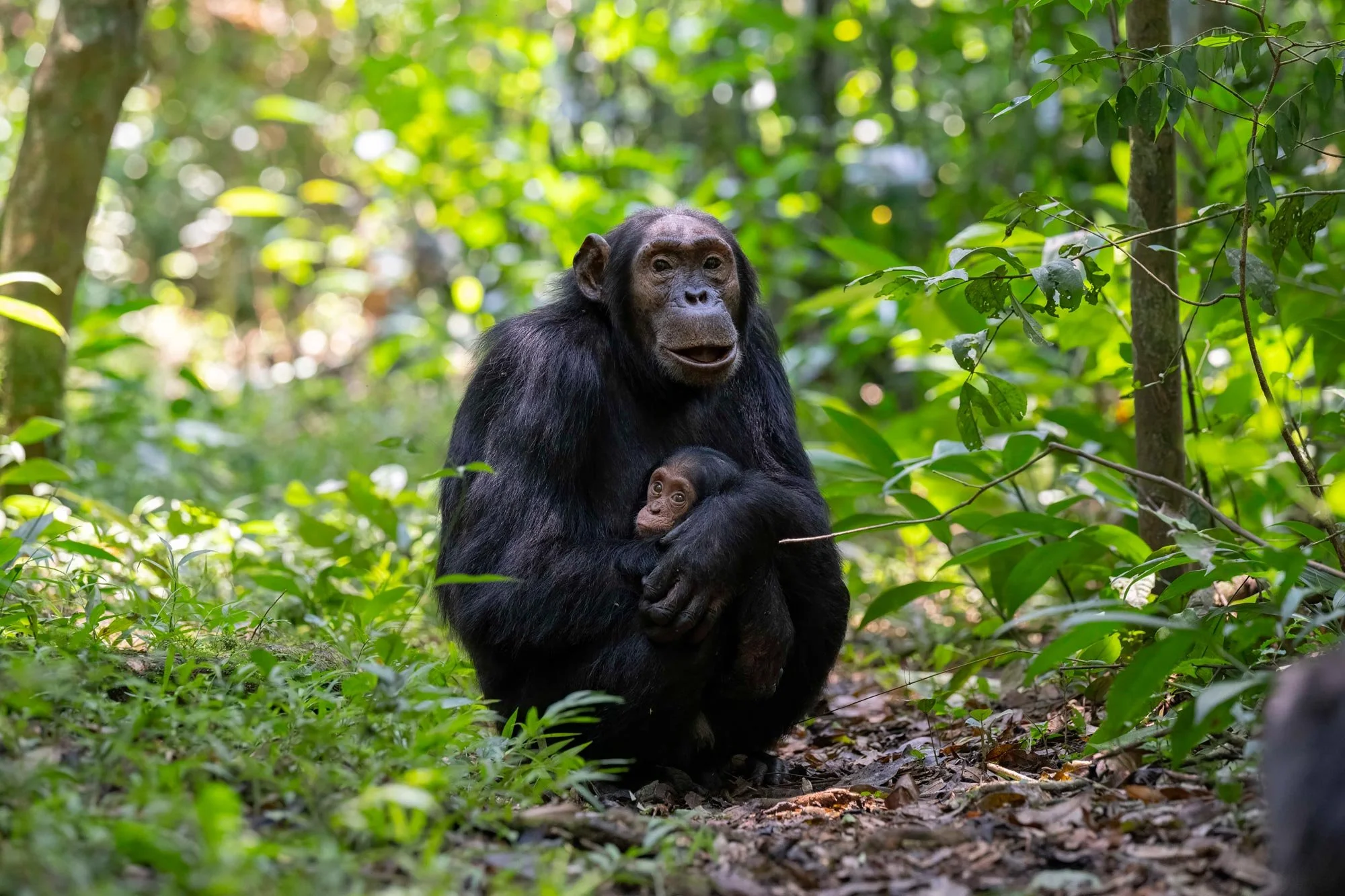 Un chimpancé sosteniendo a un propio y a una cría en un entorno de selva con vegetación verde y árboles.
