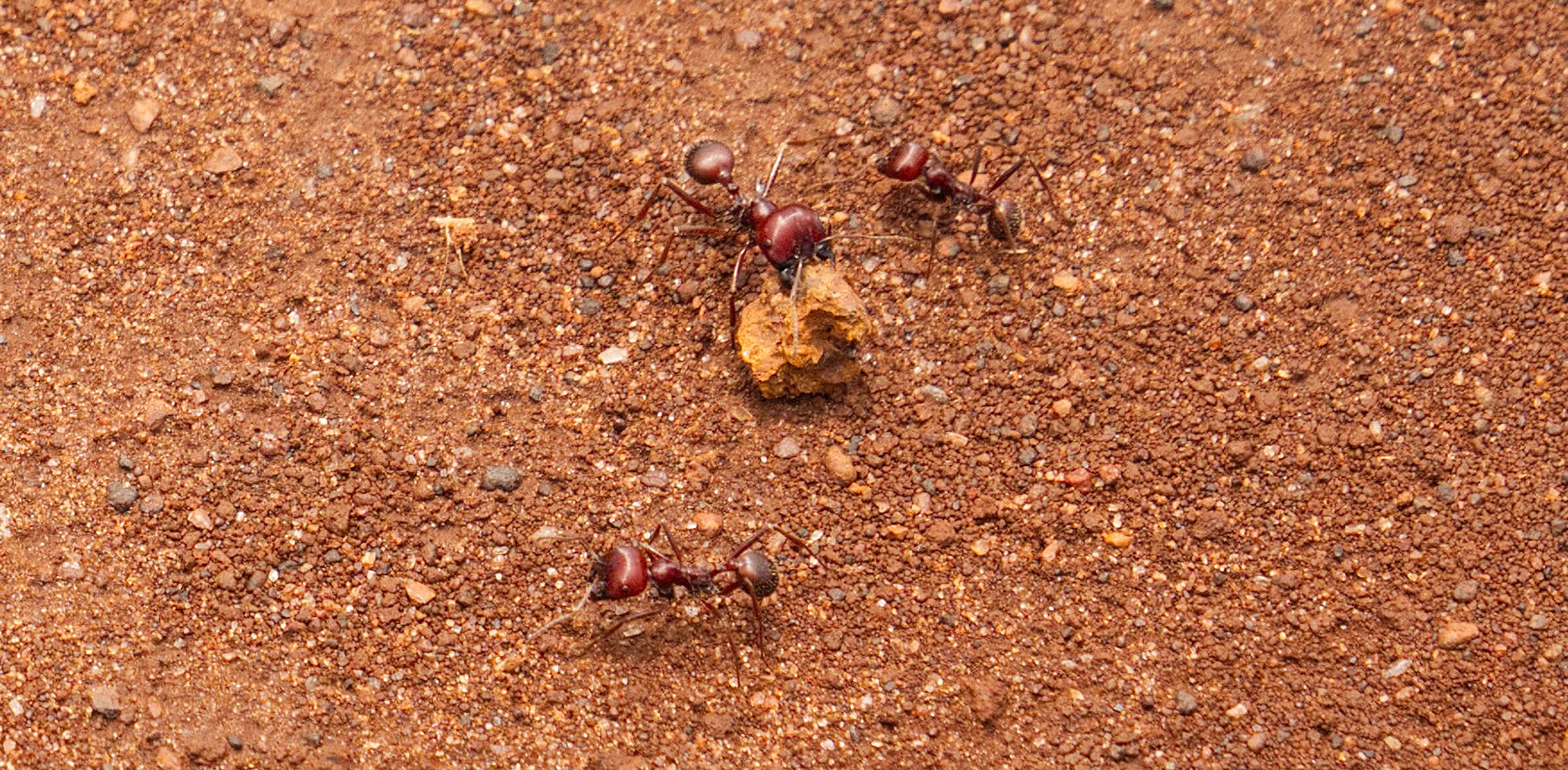Kenyan Giant Harvester Ants