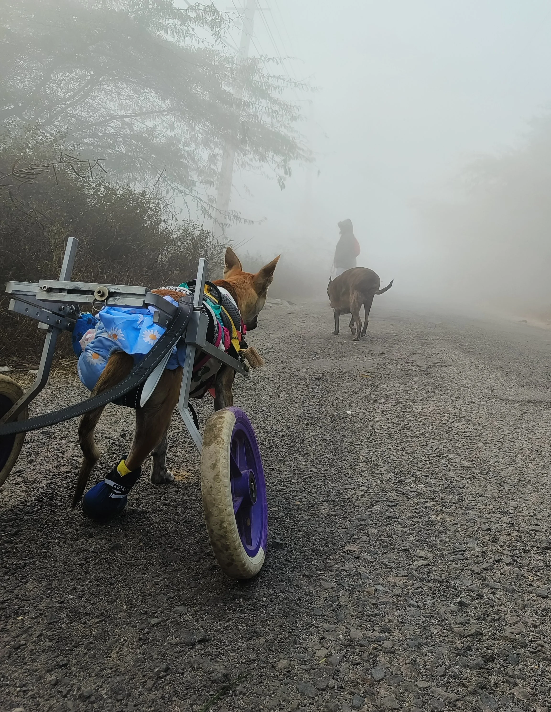 A foggy outdoor scene with a person and two dogs on a gravel path. One dog is wearing a harness attached to a cart with purple wheels, and the other dog is walking ahead. A person in the background is standing in the fog, with trees and power lines in the distance.