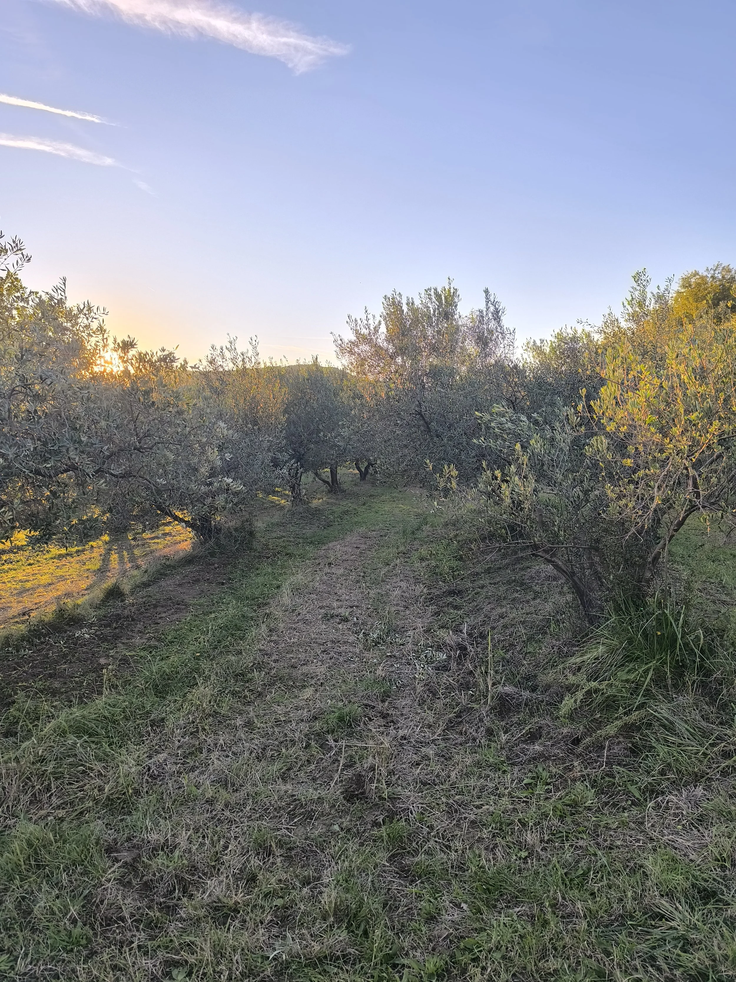 A scenic outdoor view of an orchard during sunset, with a dirt path running through trees with green foliage.