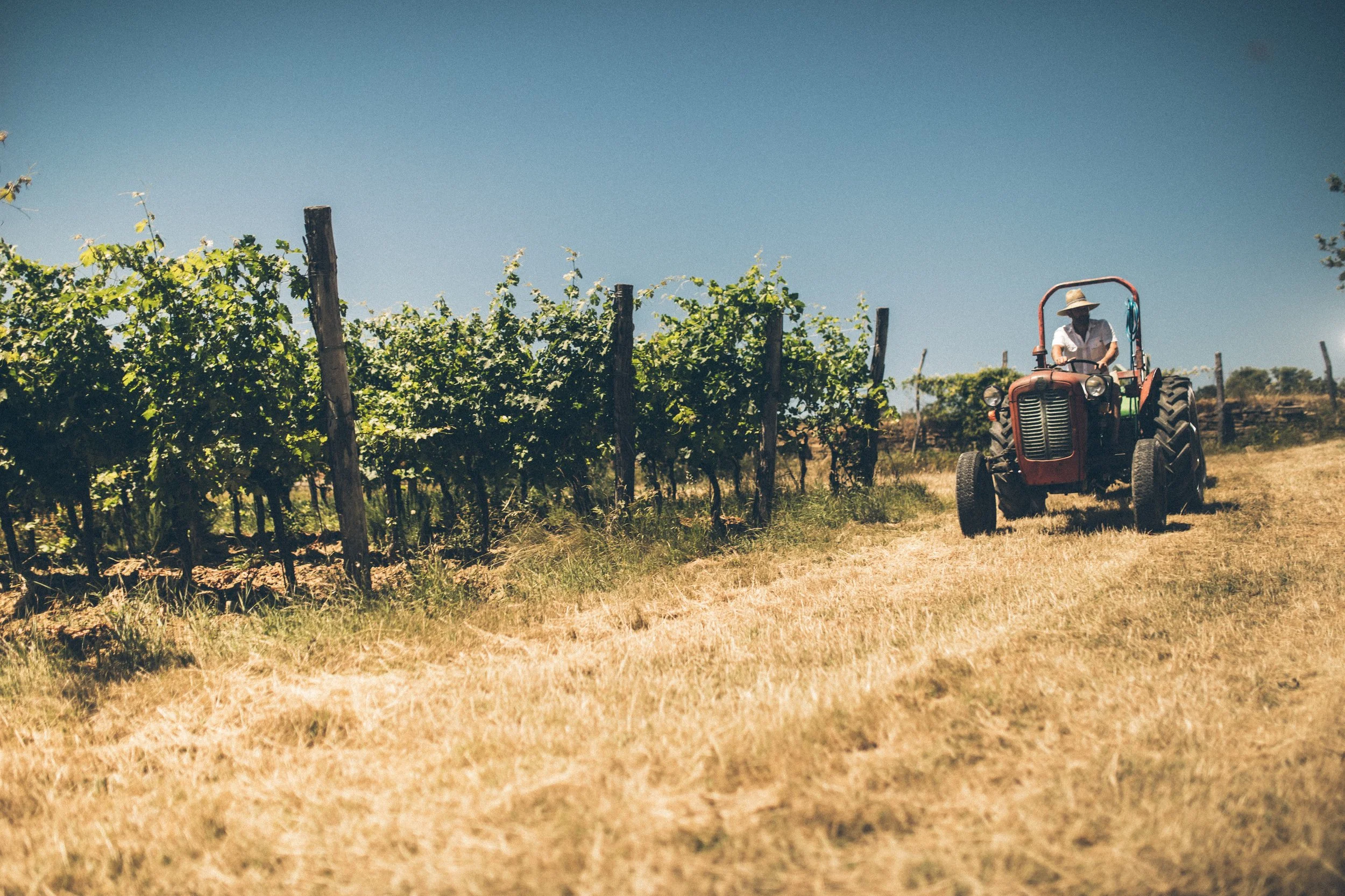 A person on a red tractor working in a vineyard with grapevines supported by wooden posts, under a clear blue sky.