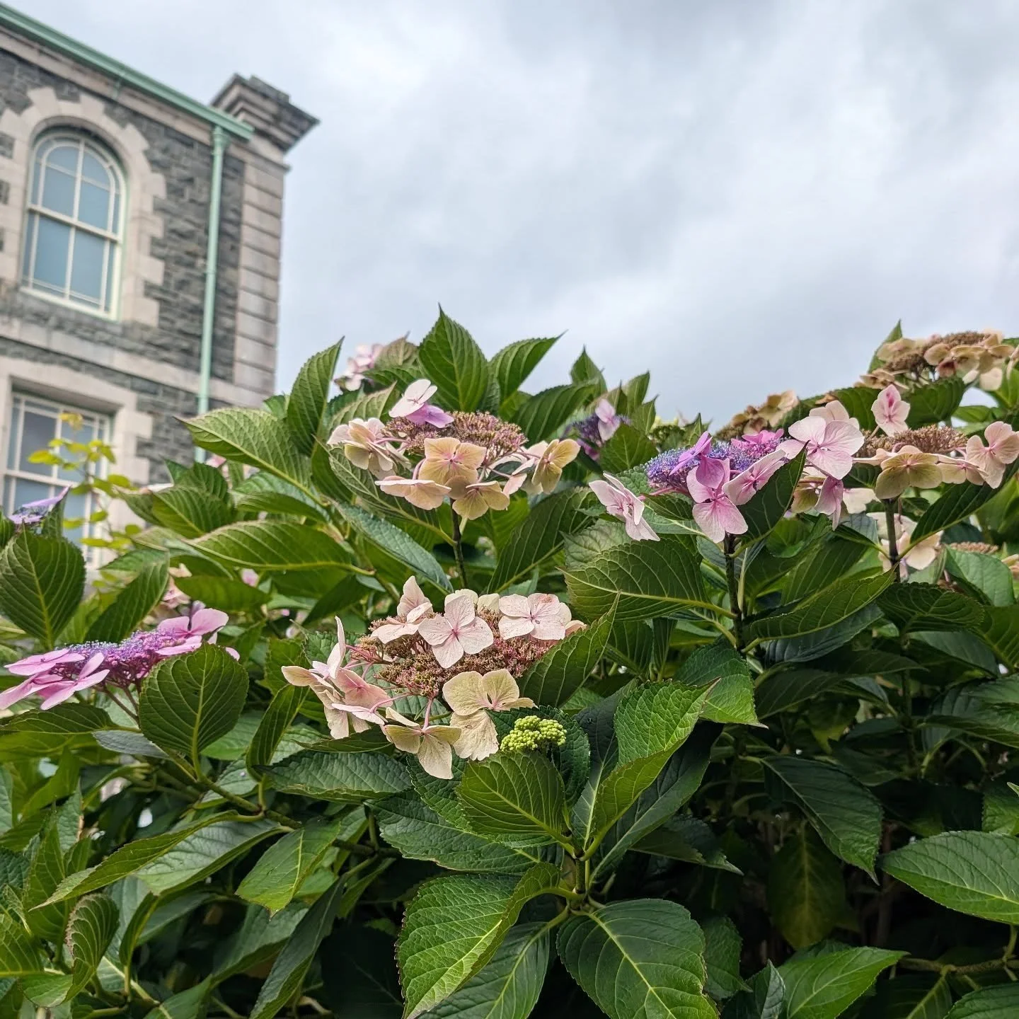 The Hydrangea is showing off the last of her blooms as the season begins to change at Fro Awel.

Which is your favourite season in Wales?