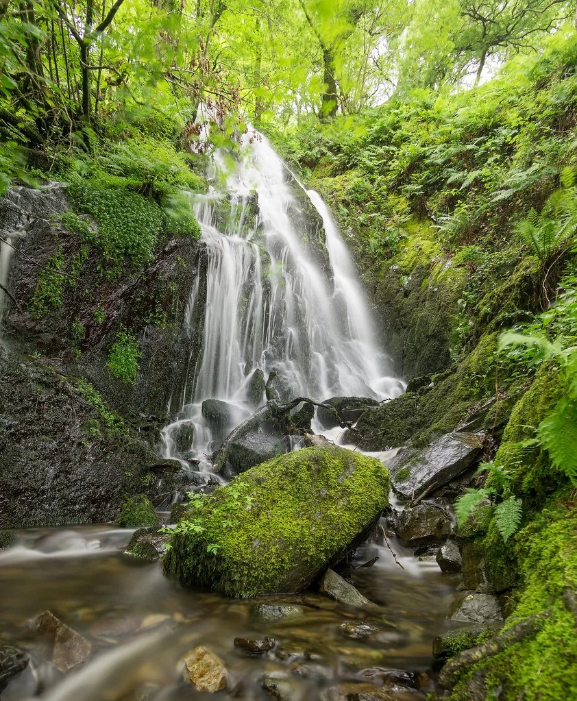 A lush green forest with a cascading waterfall flowing over rocks into a small stream at Dolgoch Falls