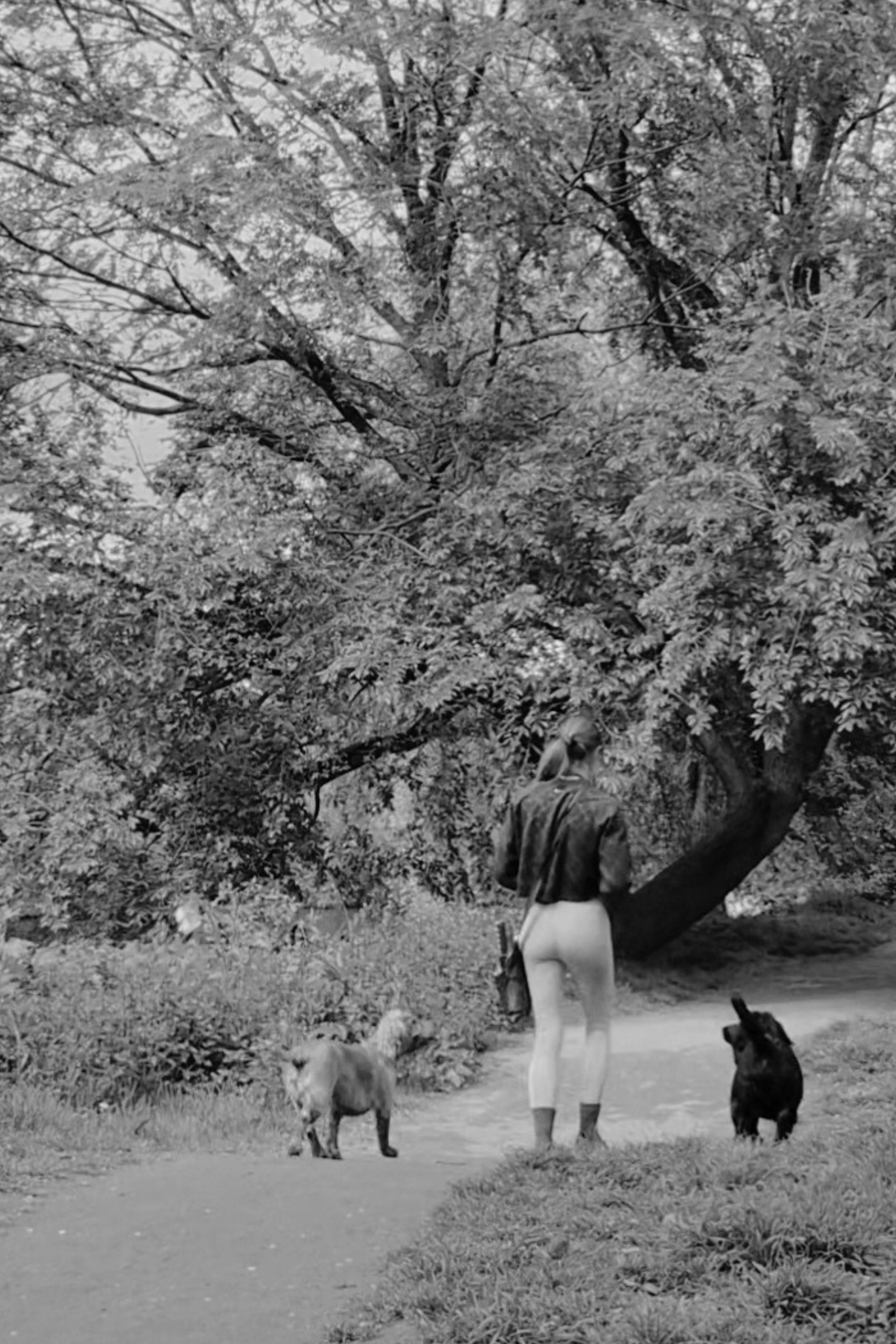 Woman walking 2 dogs