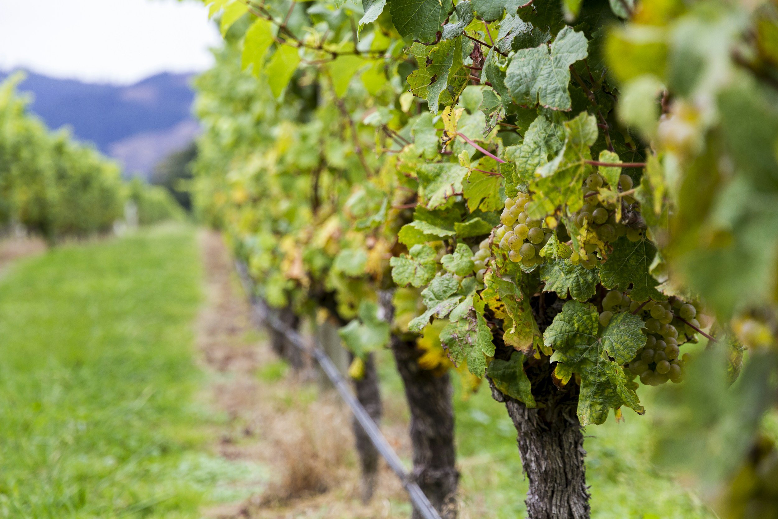 A vineyard with a row of grapevines and a bunch of grapes
