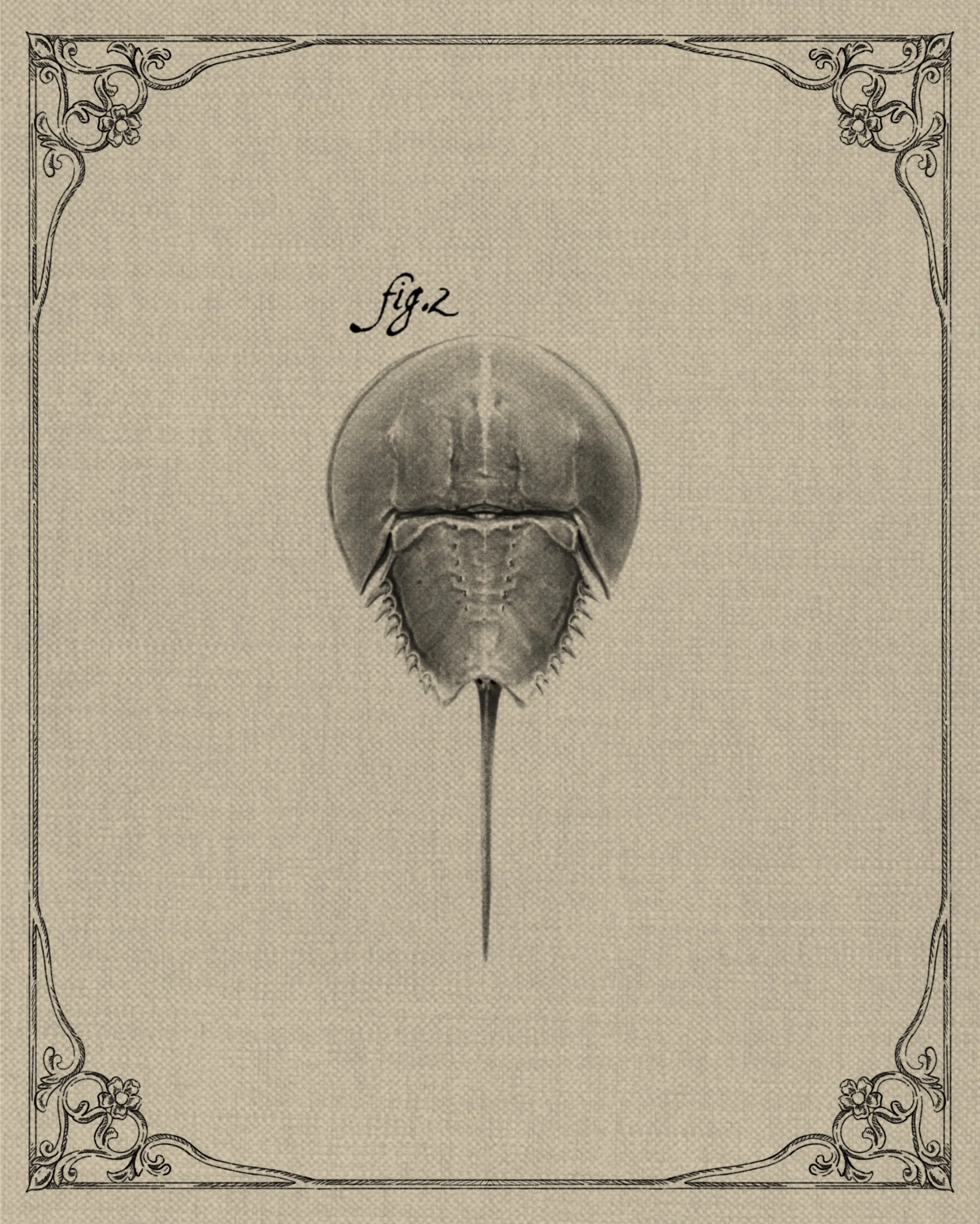 Limulus polyphemus