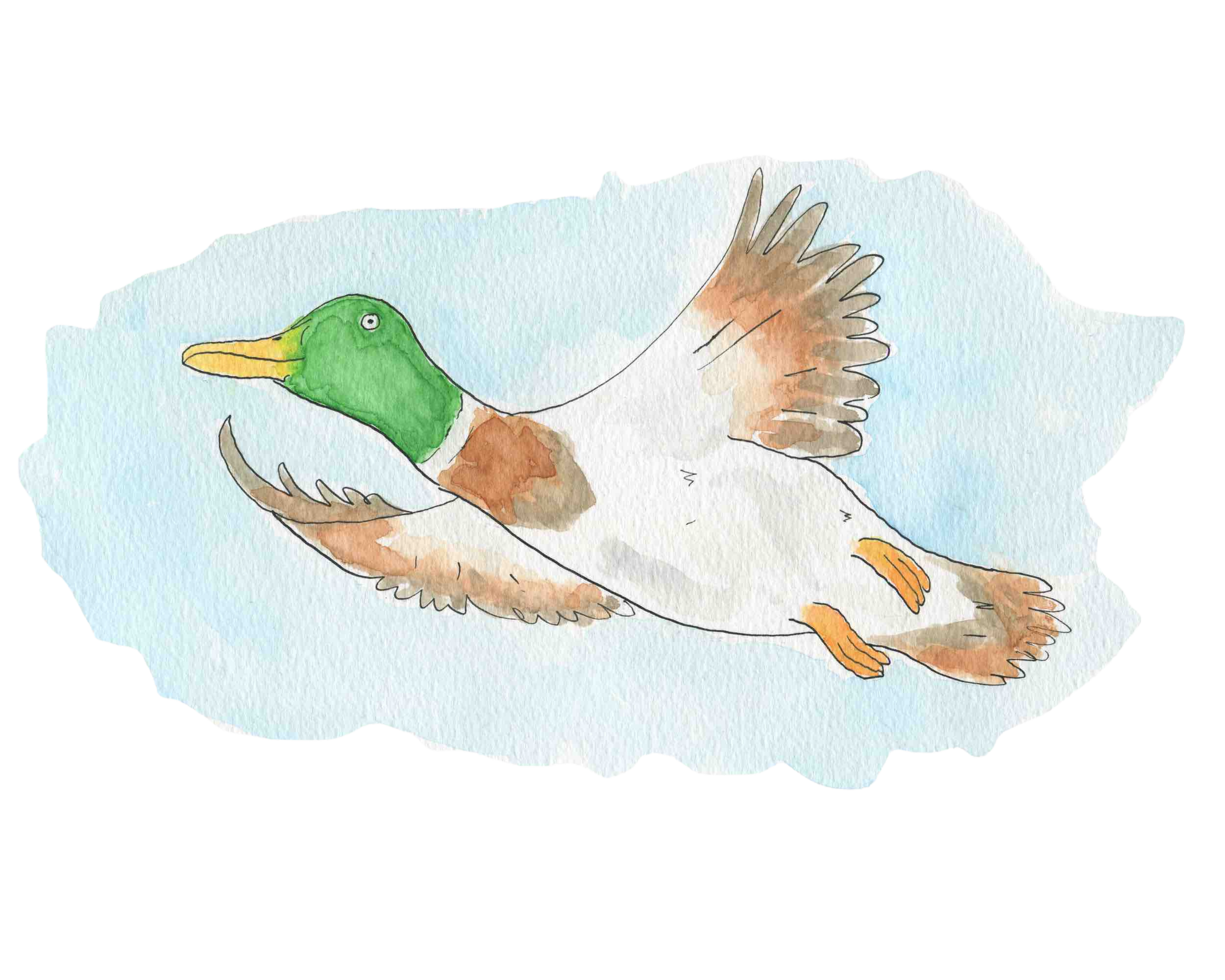 Watercolor illustration of a duck with a green head, yellow beak, and brown and beige wings, against a light blue background.