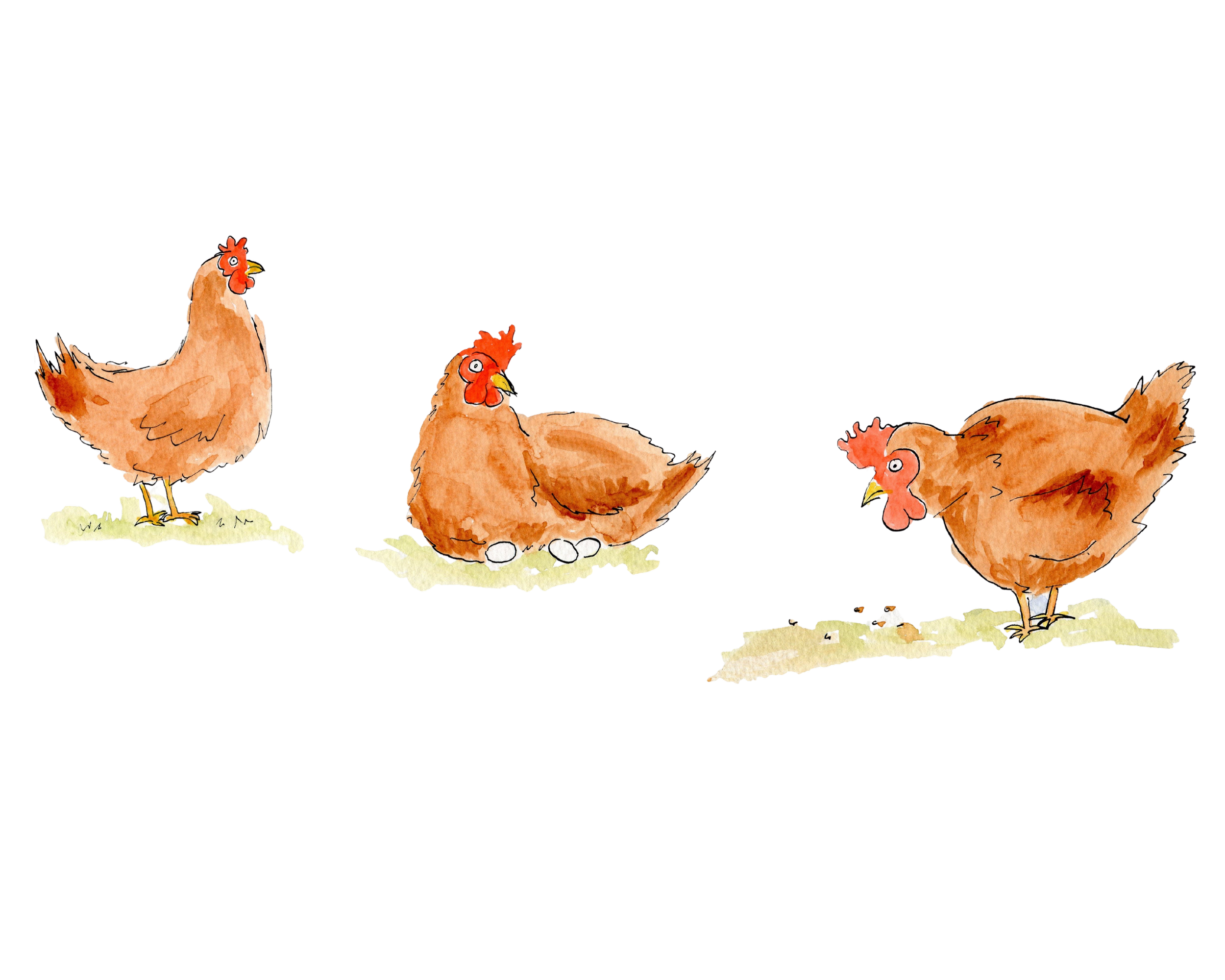 Four illustrated chickens with brown feathers, red combs, and yellow beaks on green grass against a black background.