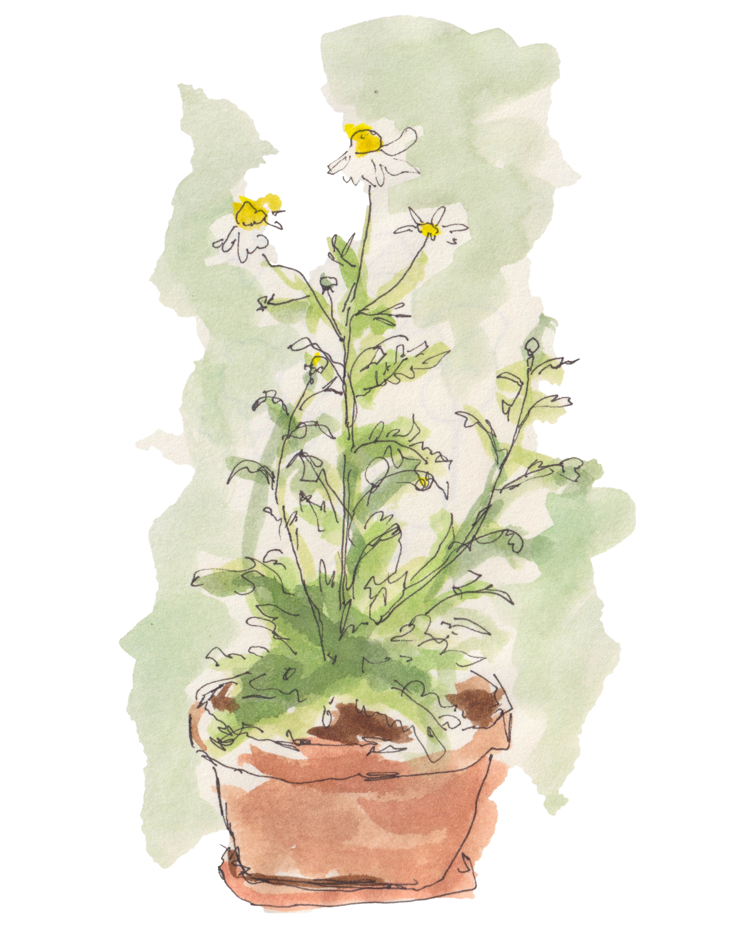 Watercolor illustration of a potted plant with green stems and yellow flowers, some flowers have white petals.